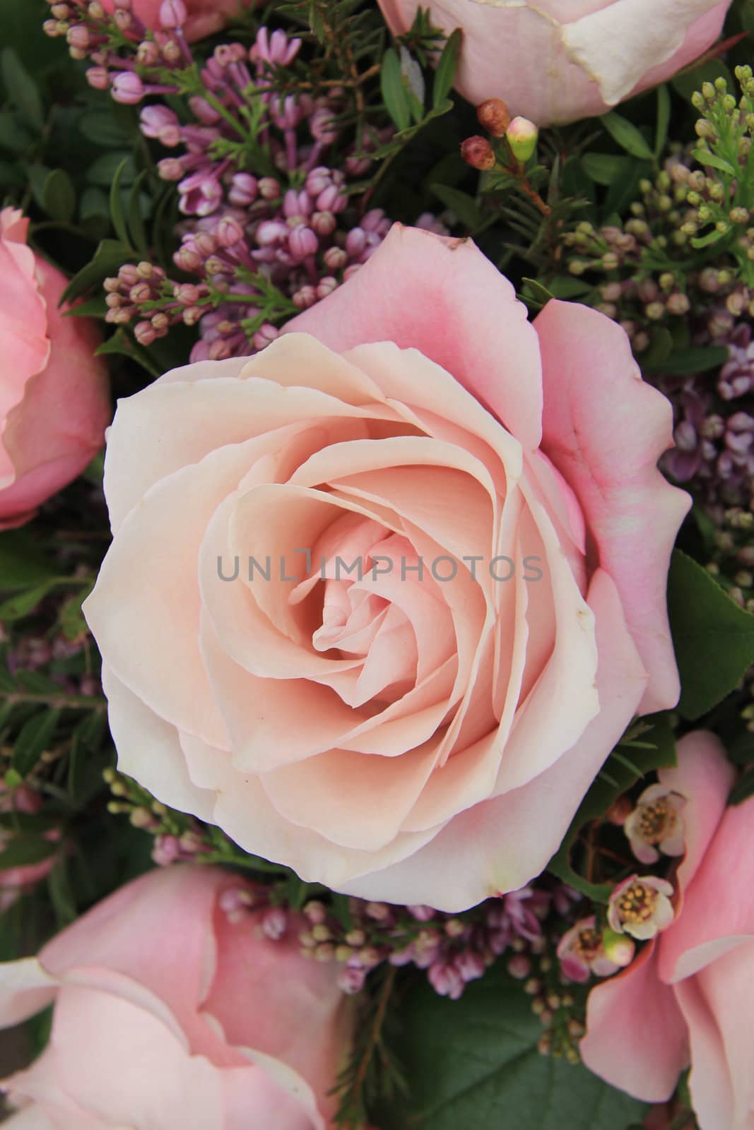 a big pale pink rose in close up