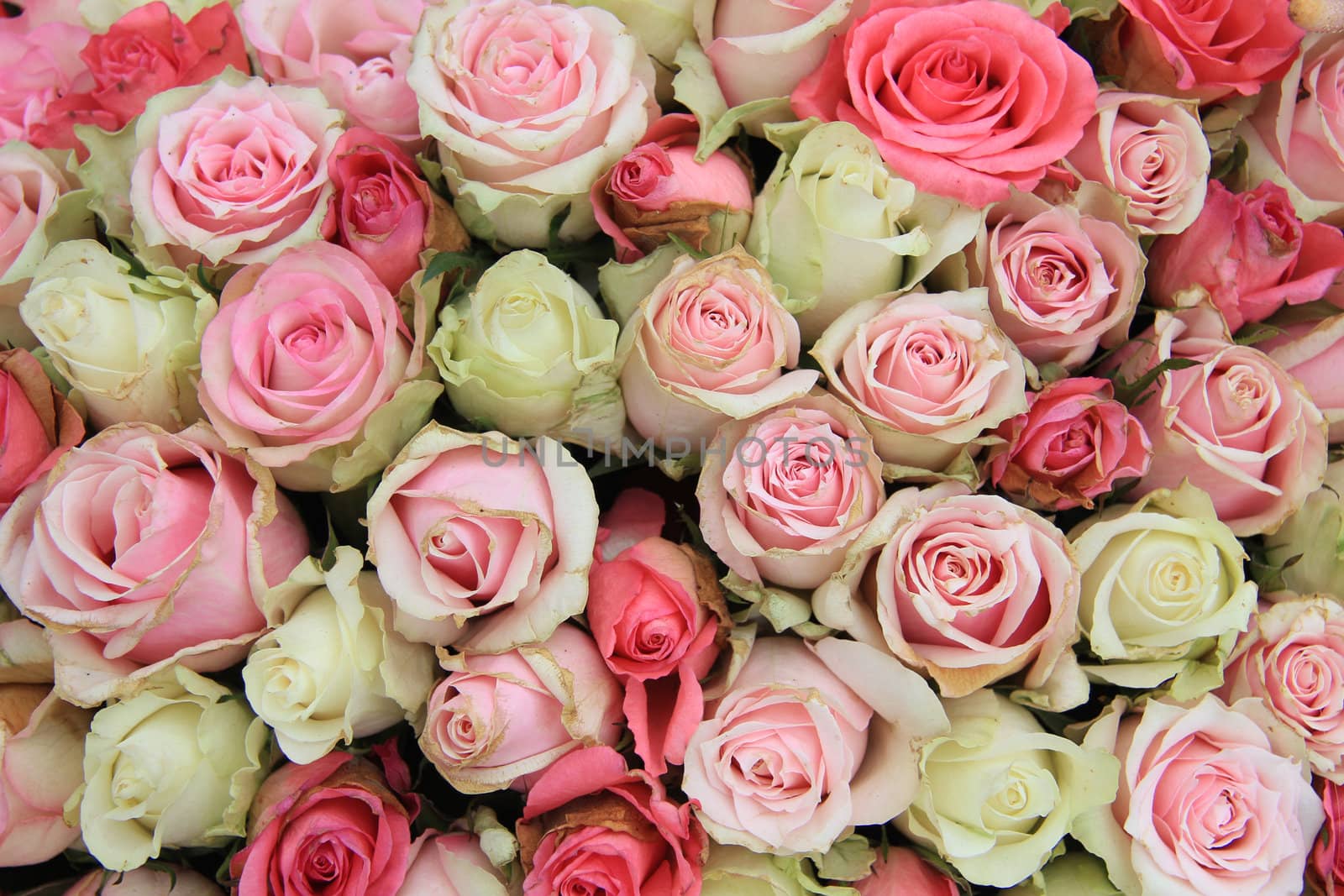 Pink roses bridal flower arrangement by studioportosabbia