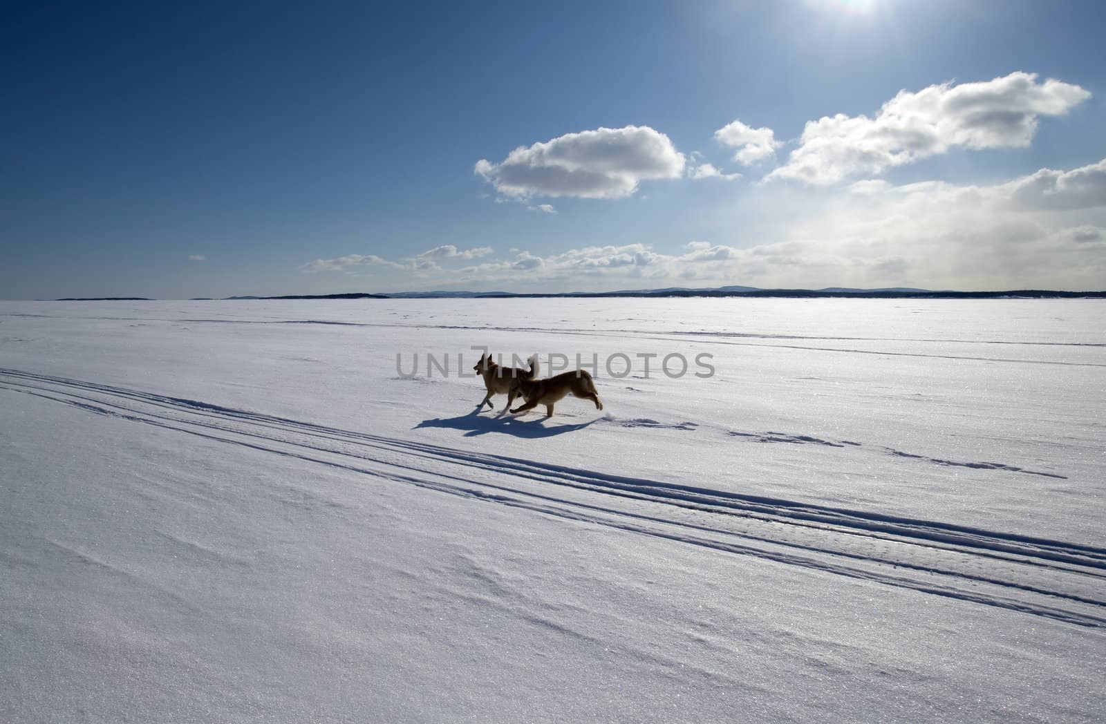 Two dogs running around the endless snow-covered field  in bright sunlight