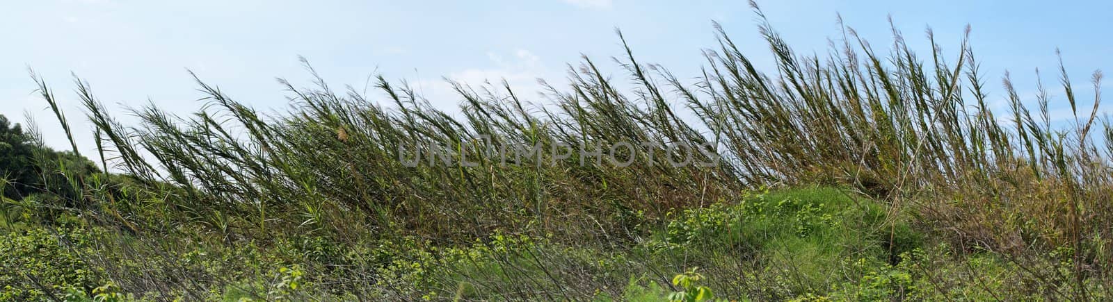 High reeds bent by wind on sky background