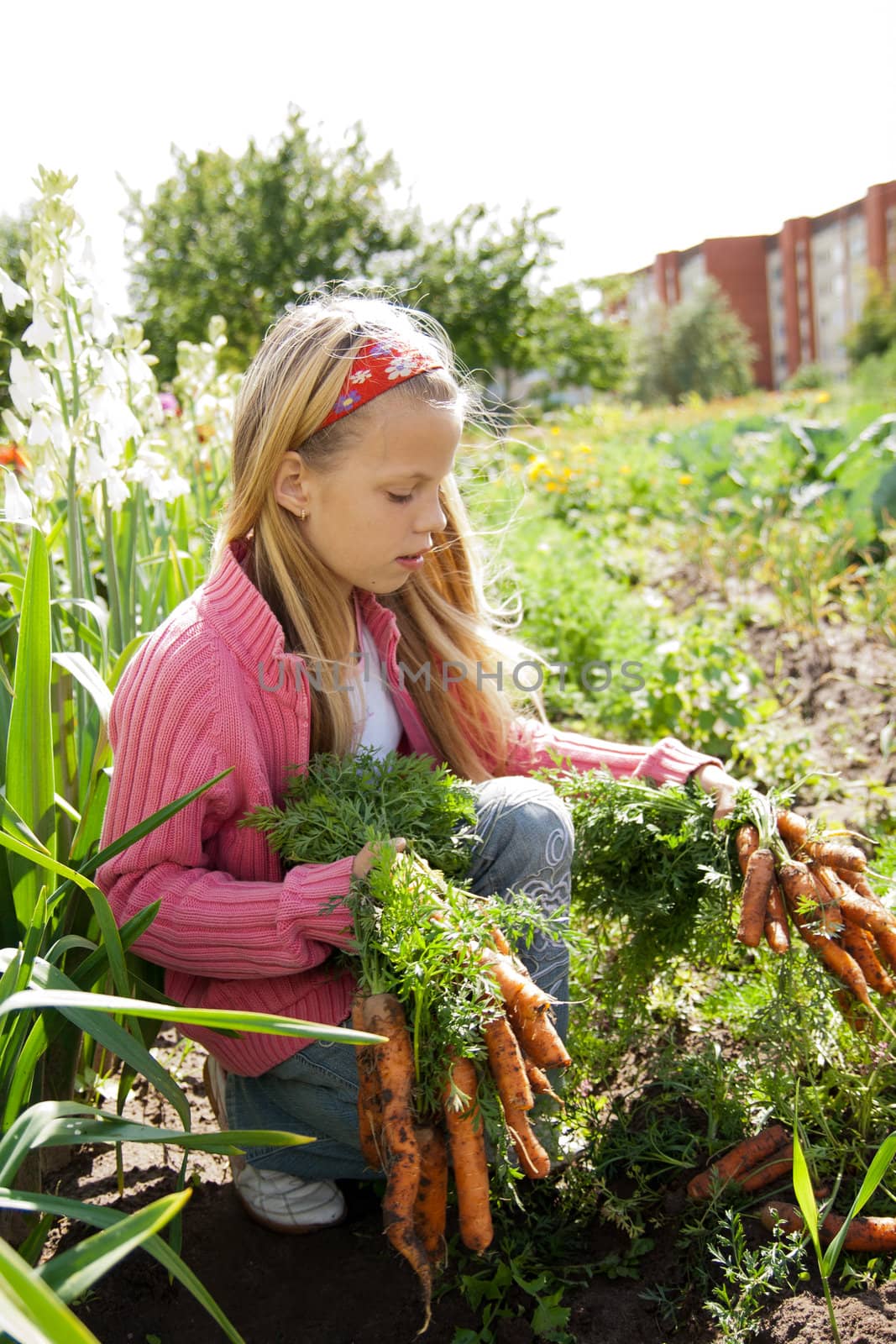 young girls working in vegetable garden, hold fresh carrots