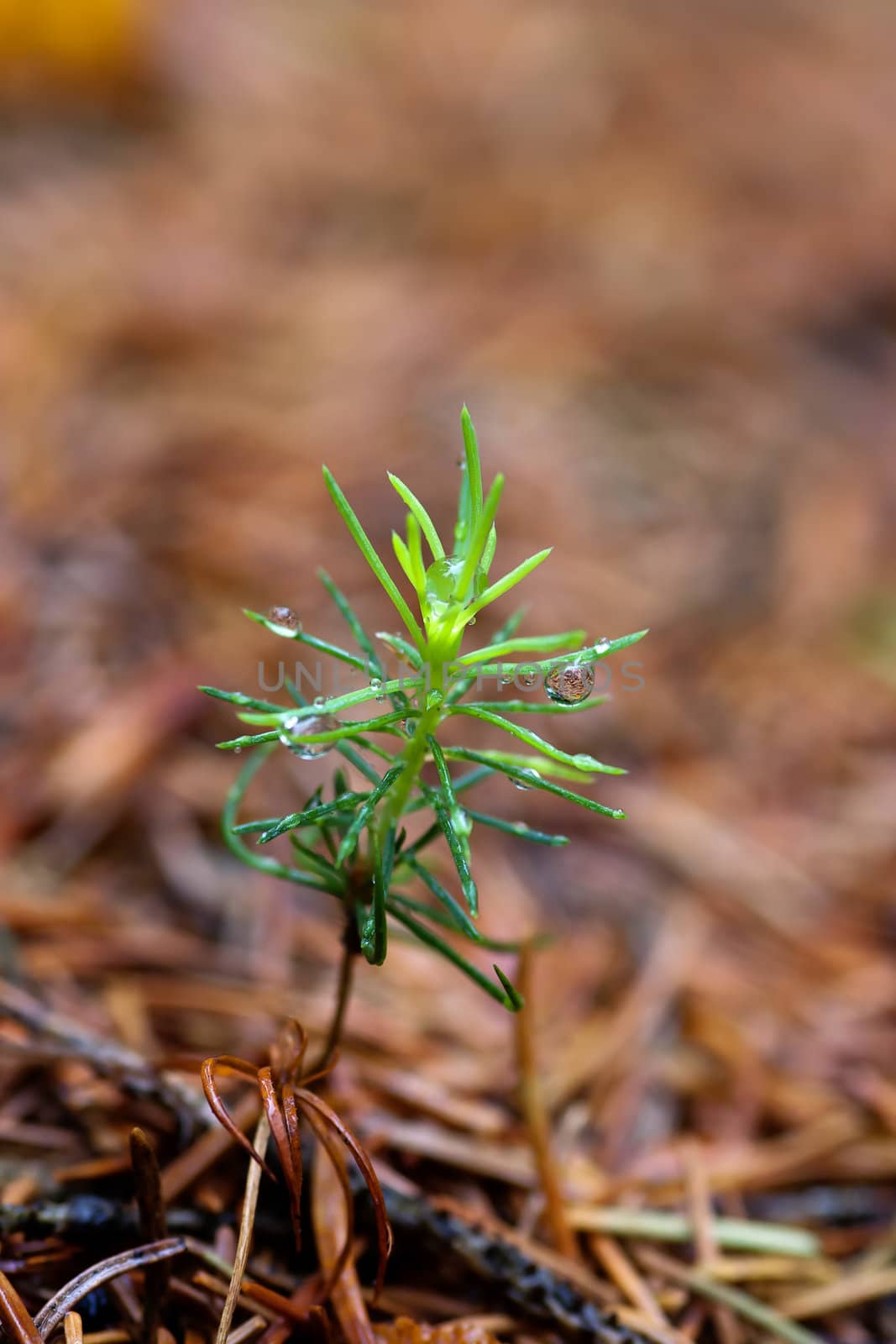 new life - sucker tree by Mibuch