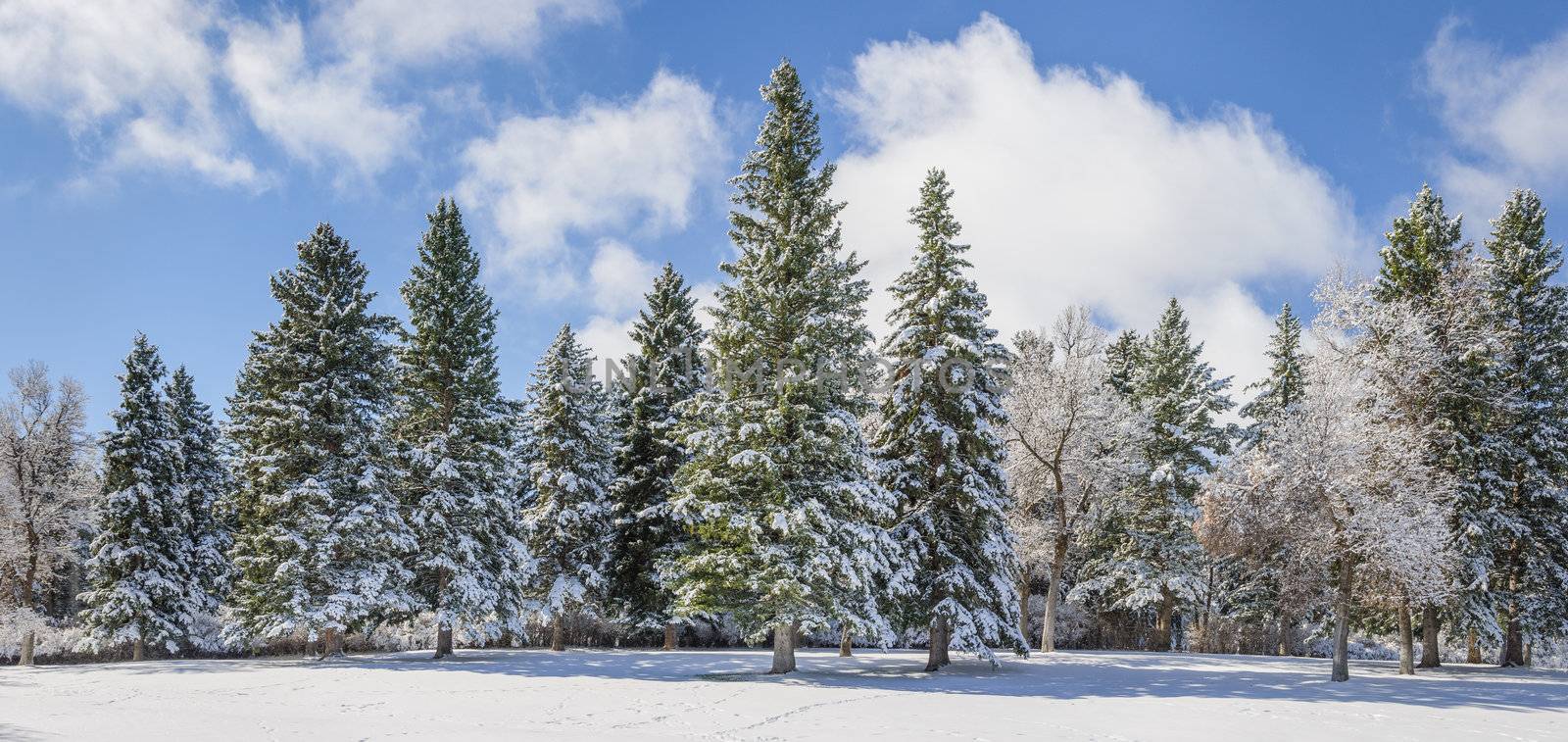 Lindley Park after a spring snow, Bozeman, Montana, USA