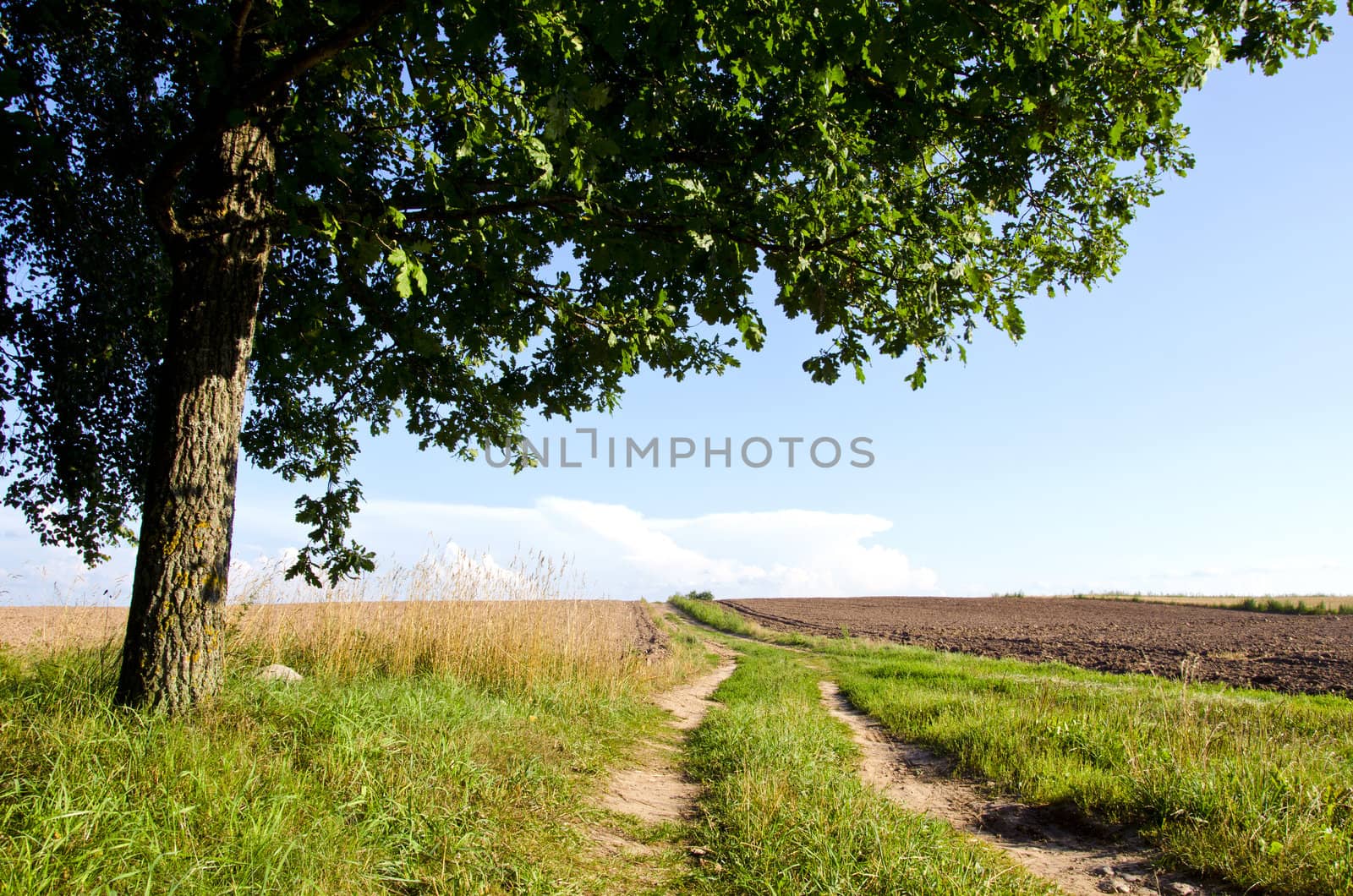 Background of rural gravel road between agricultural fields and oak tree branches.