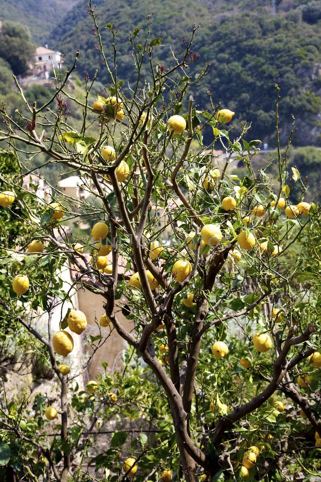 Beautiful lemon on a tree in south of italy