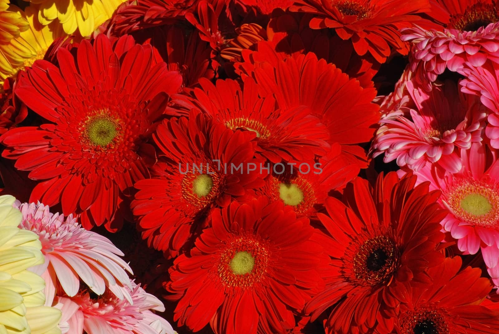 Red, pink, yellow gerbera close together as background