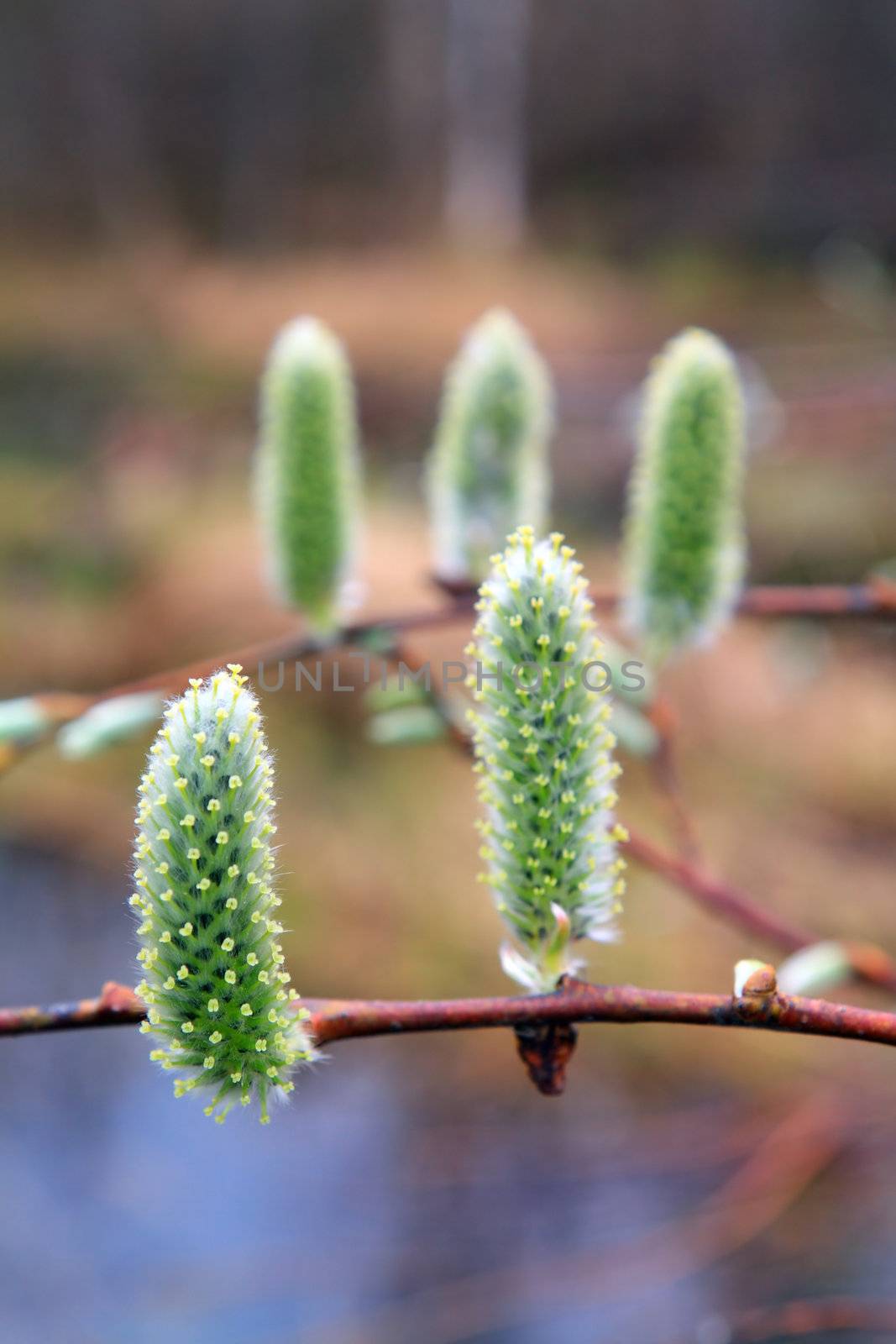 spring buds on wood branch