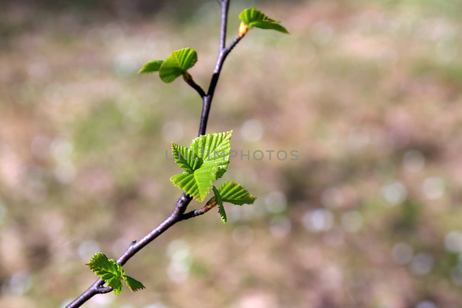 spring sheet of the birch