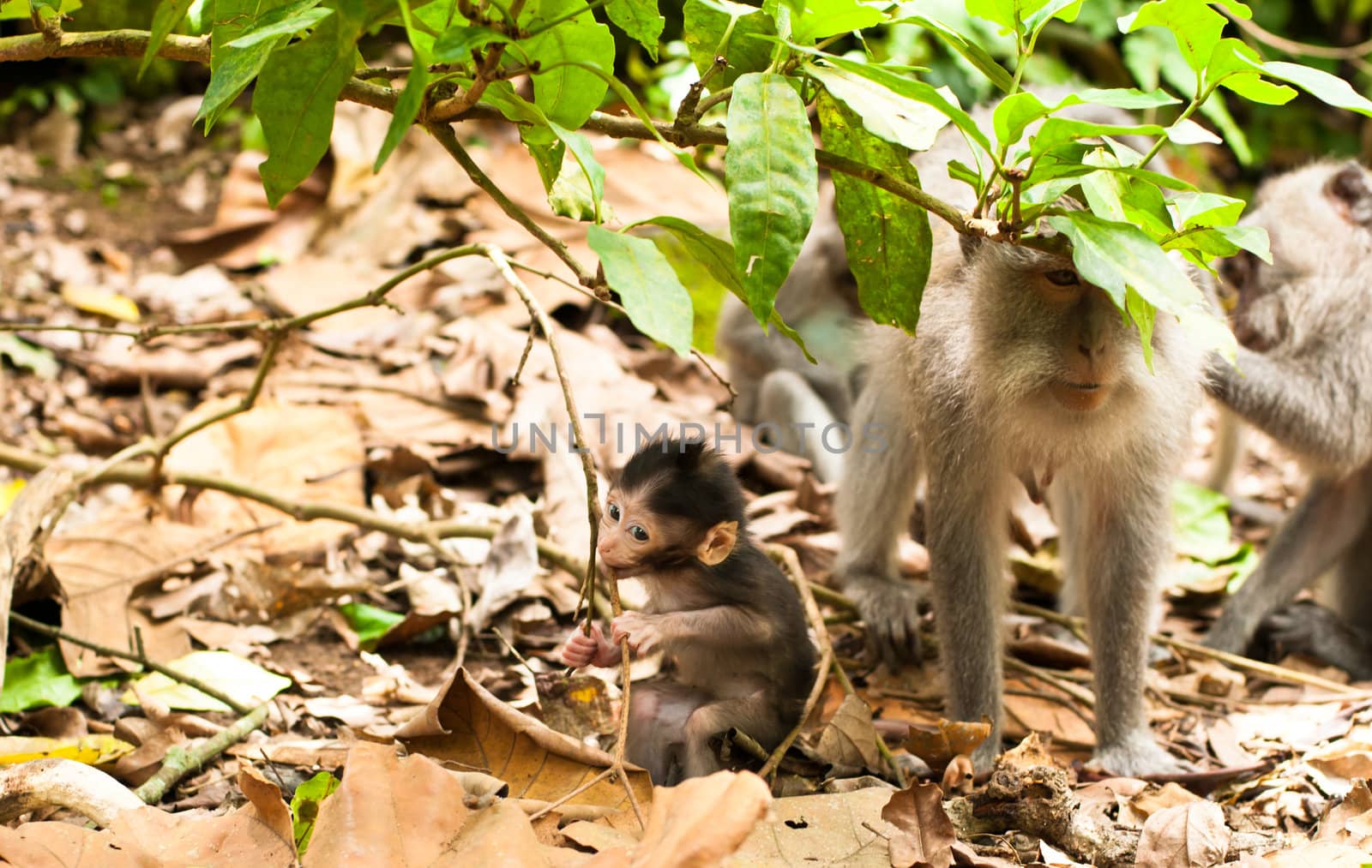 Long-tailed macaques (Macaca fascicularis) in Sacred Monkey Forest, Ubud, Indonesia