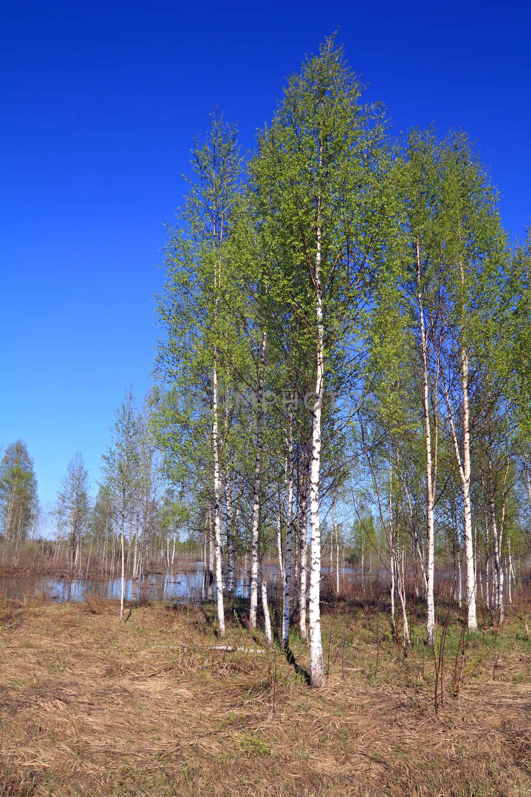 birch copse on springr field