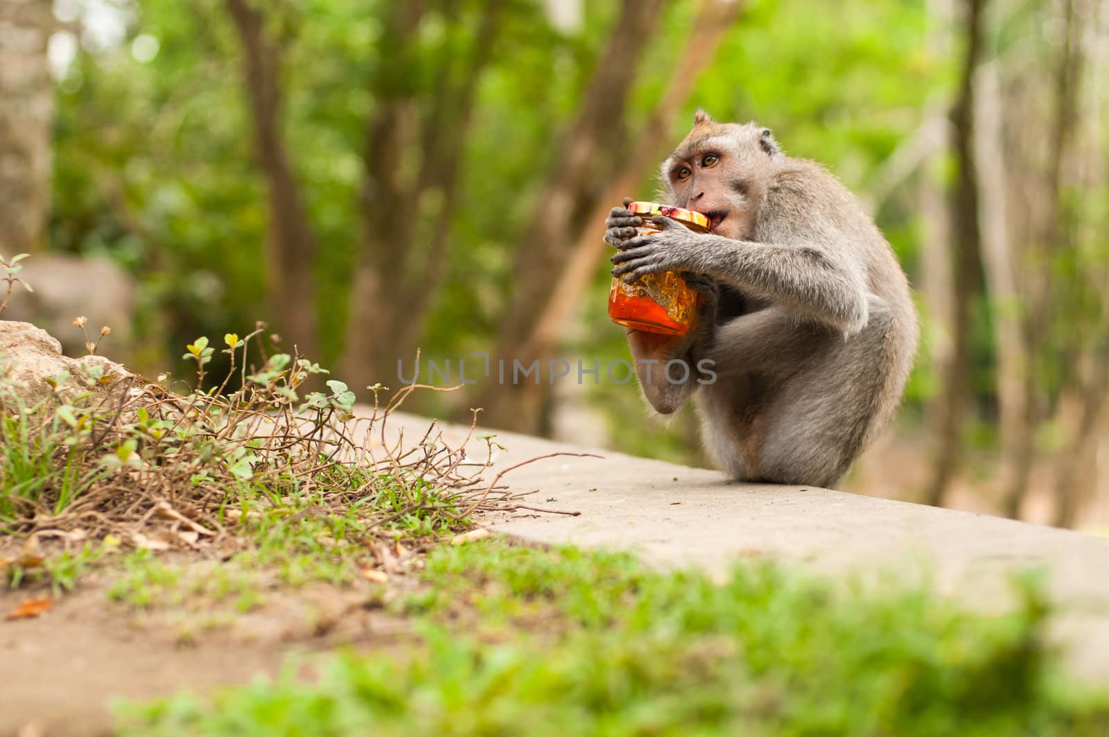 Long-tailed macaques (Macaca fascicularis) in Sacred Monkey Forest, Ubud, Indonesia