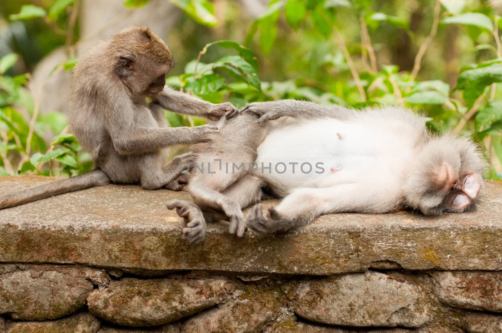 Long-tailed macaques (Macaca fascicularis) in Sacred Monkey Forest, Ubud, Indonesia