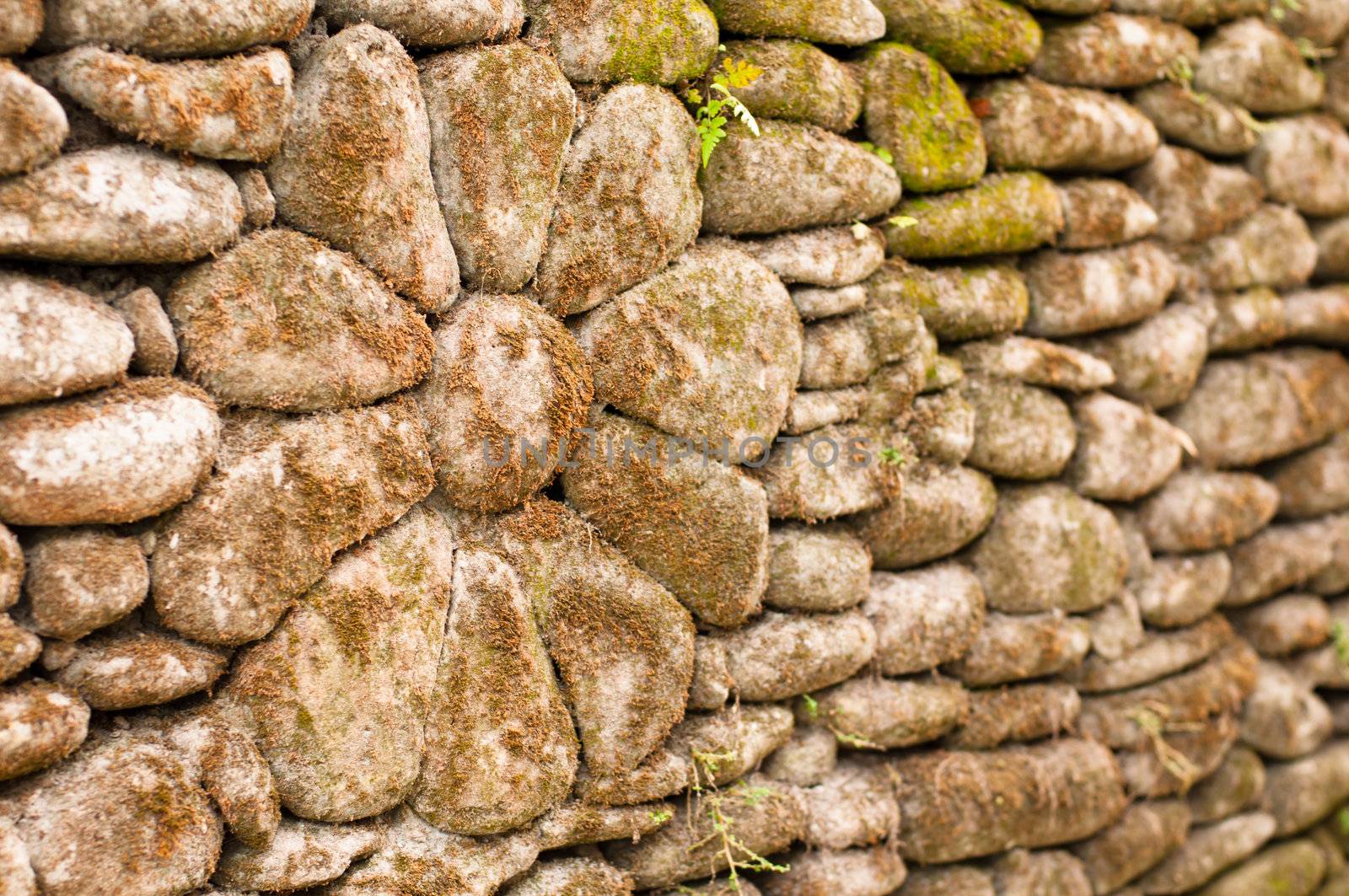 Stone flower  by nvelichko