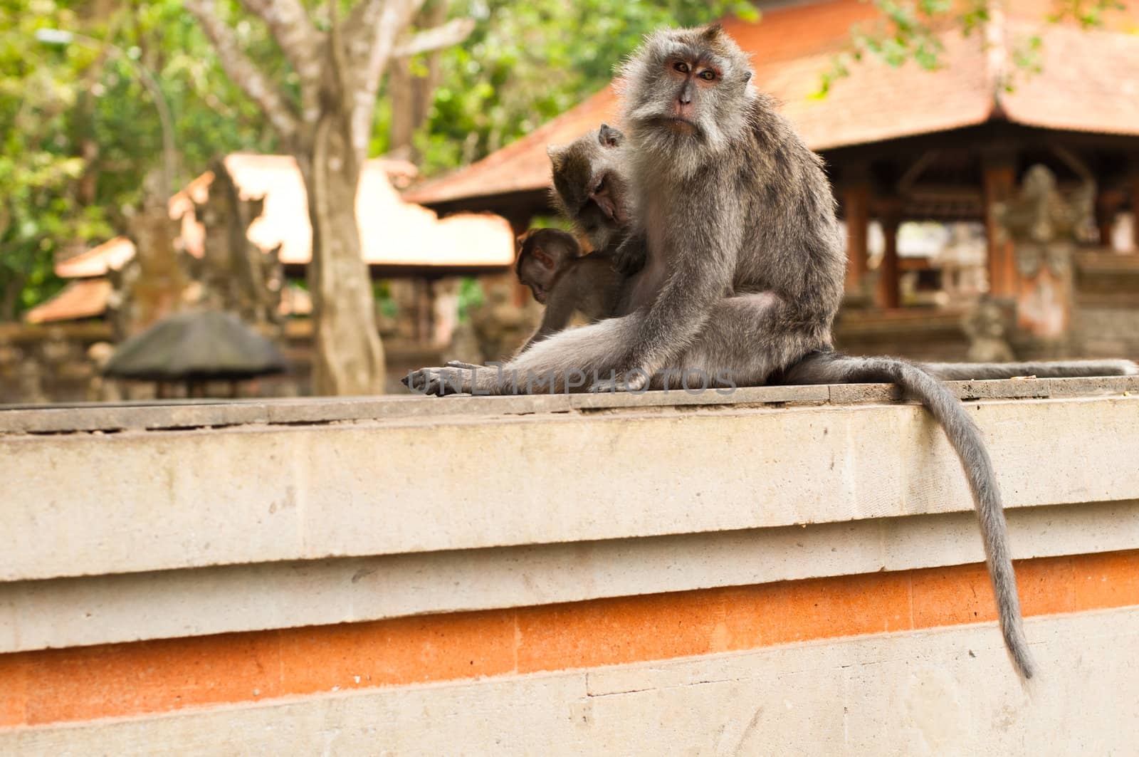 Long-tailed macaques by nvelichko