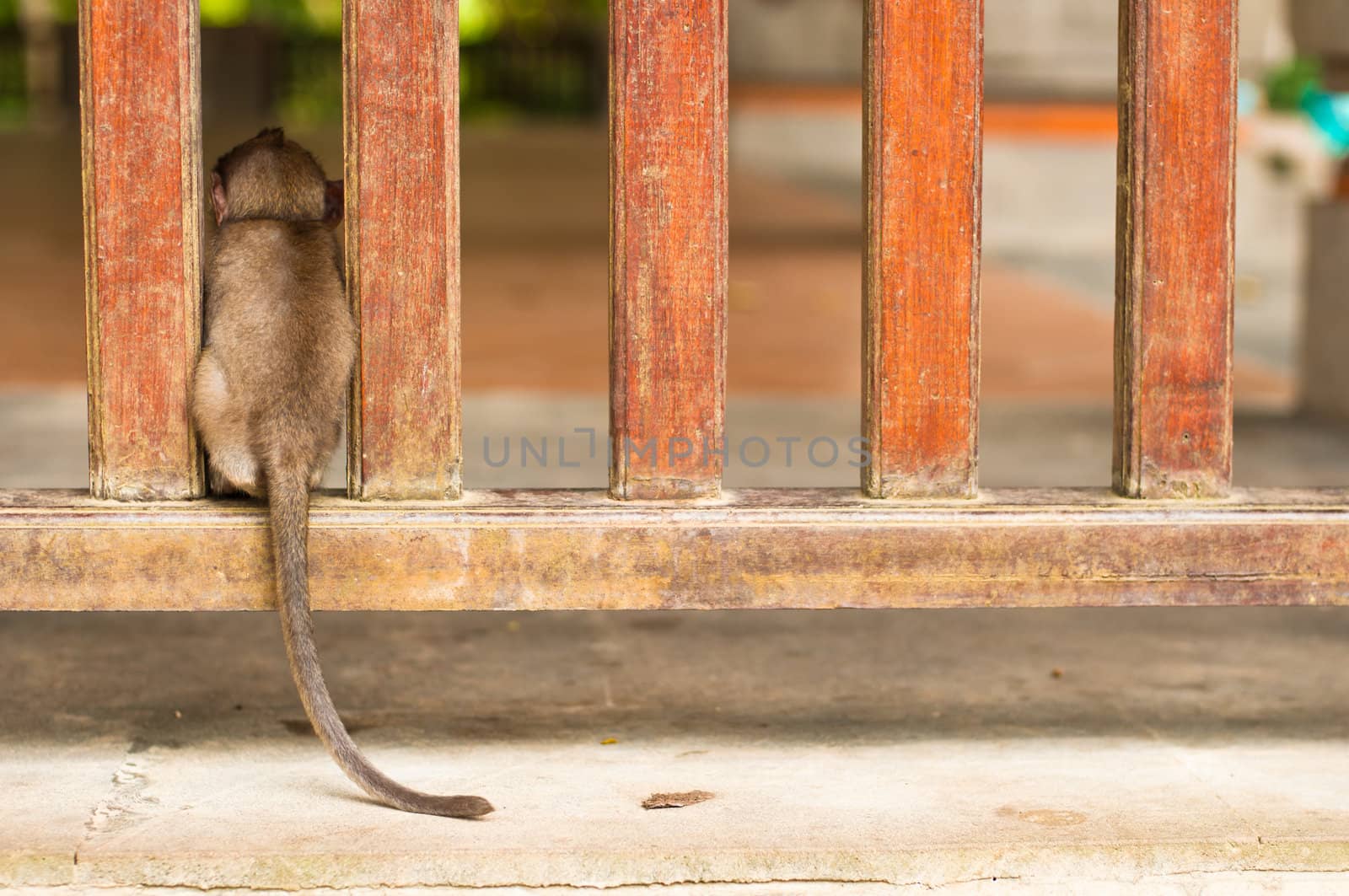 Long-tailed macaques by nvelichko