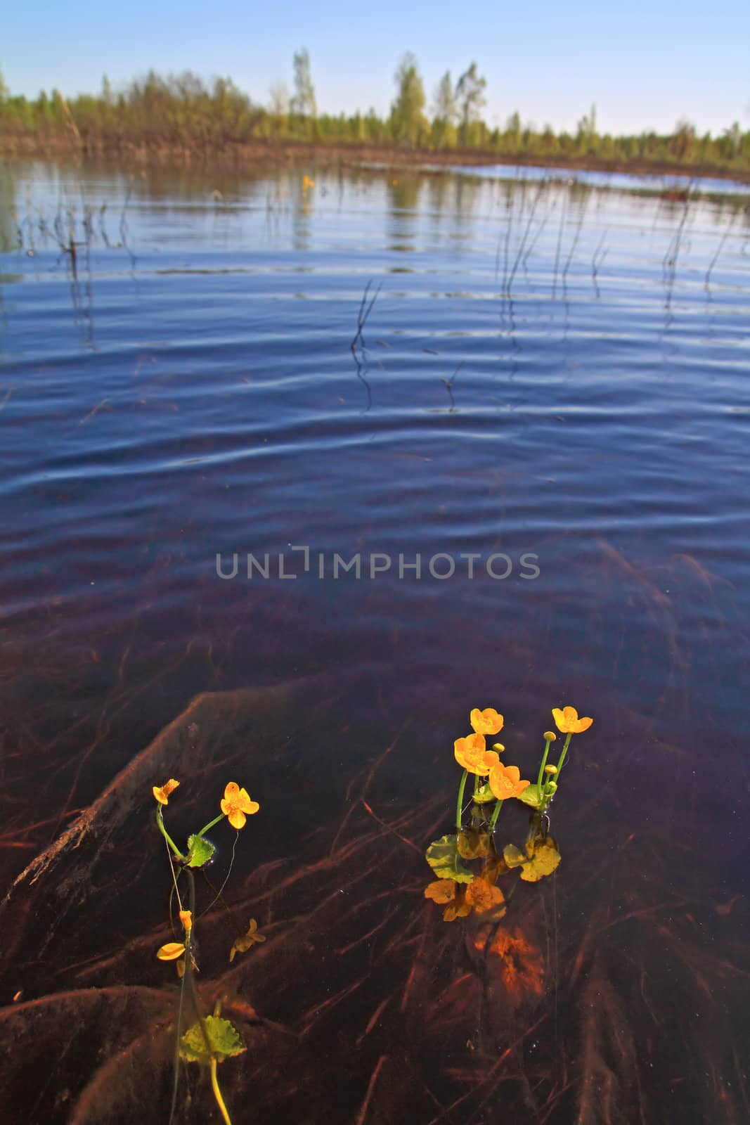 field flowerses in river water