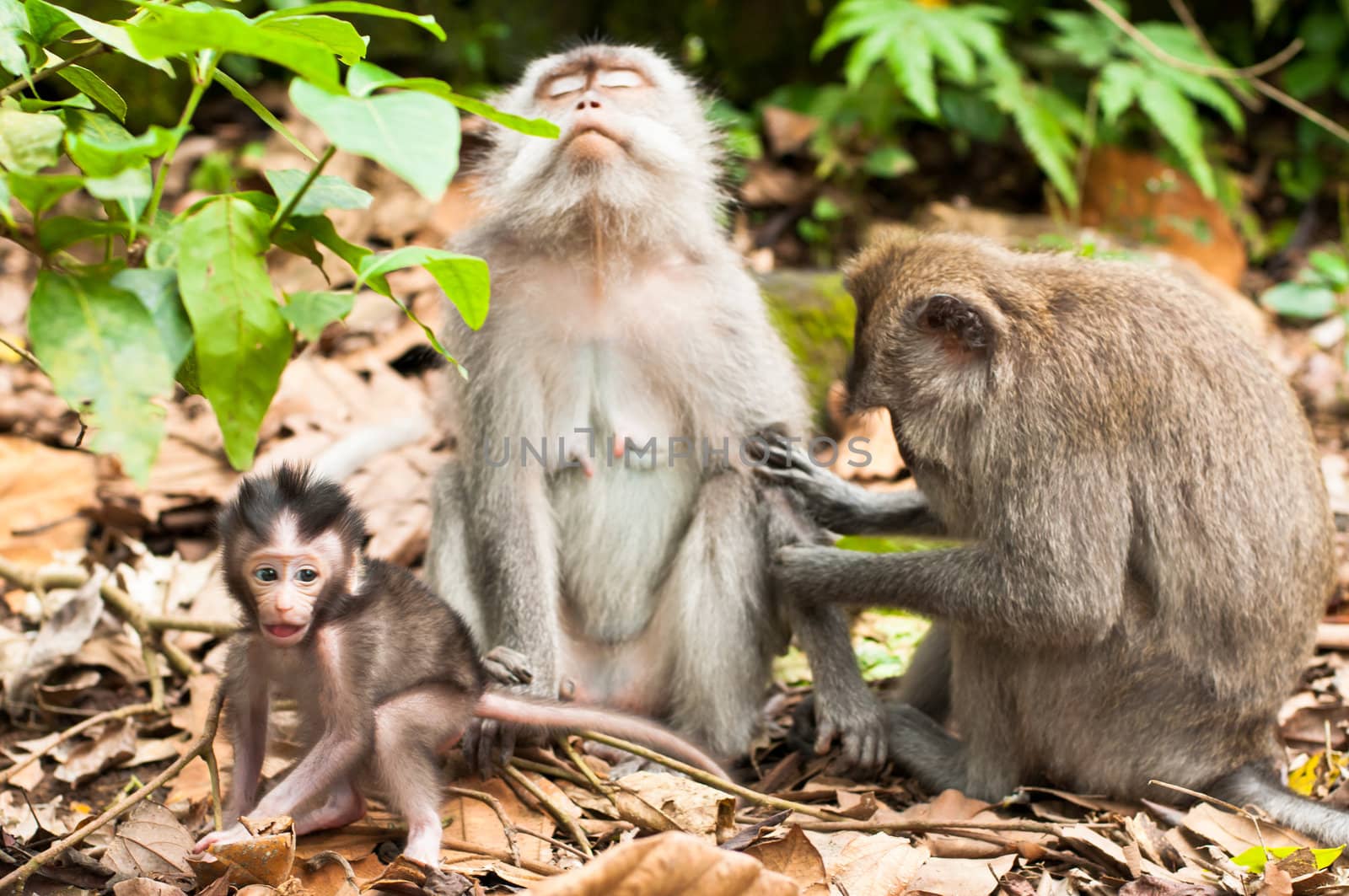 Long-tailed macaques (Macaca fascicularis) in Sacred Monkey Forest, Ubud, Indonesia