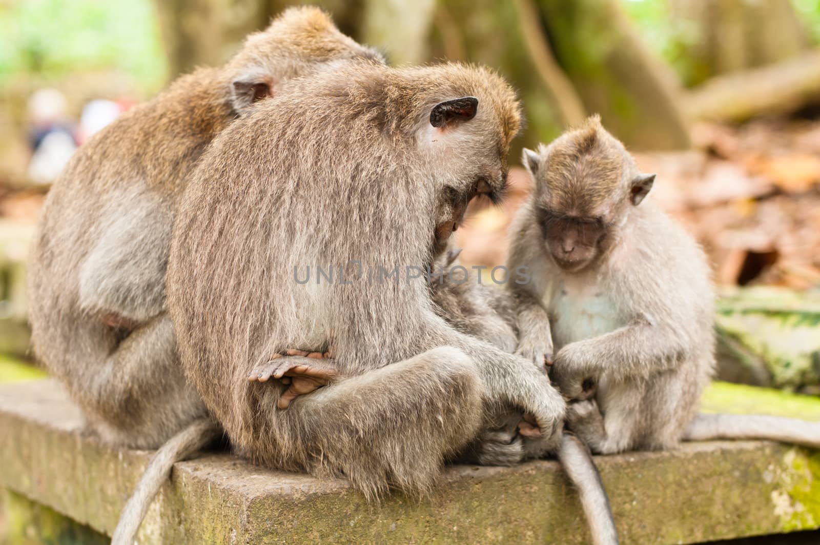 Long-tailed macaques (Macaca fascicularis) in Sacred Monkey Forest, Ubud, Indonesia