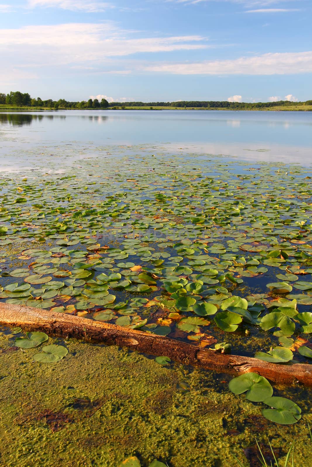 Lily pads along the shoreline of Shabbona Lake in northern Illinois.