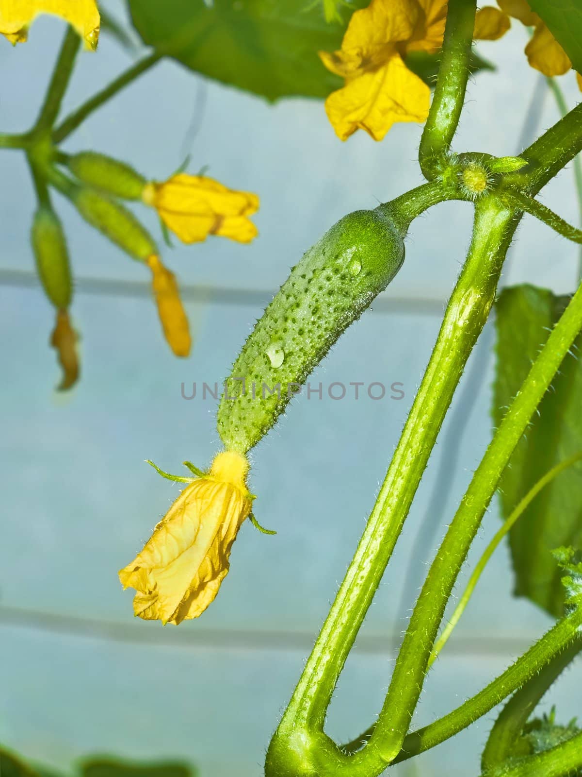 Cucumbers flowering in greenhouse by qiiip