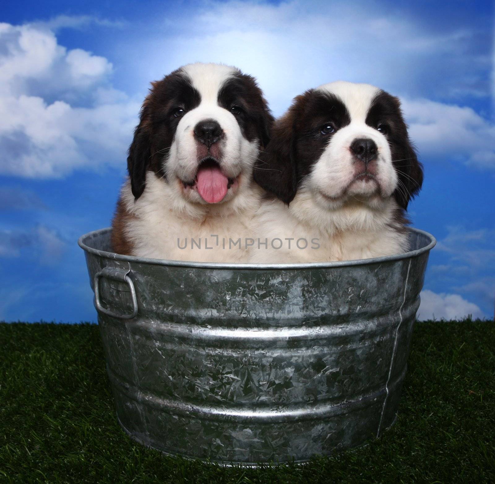 Adorable Saint Bernard Pups  by tobkatrina