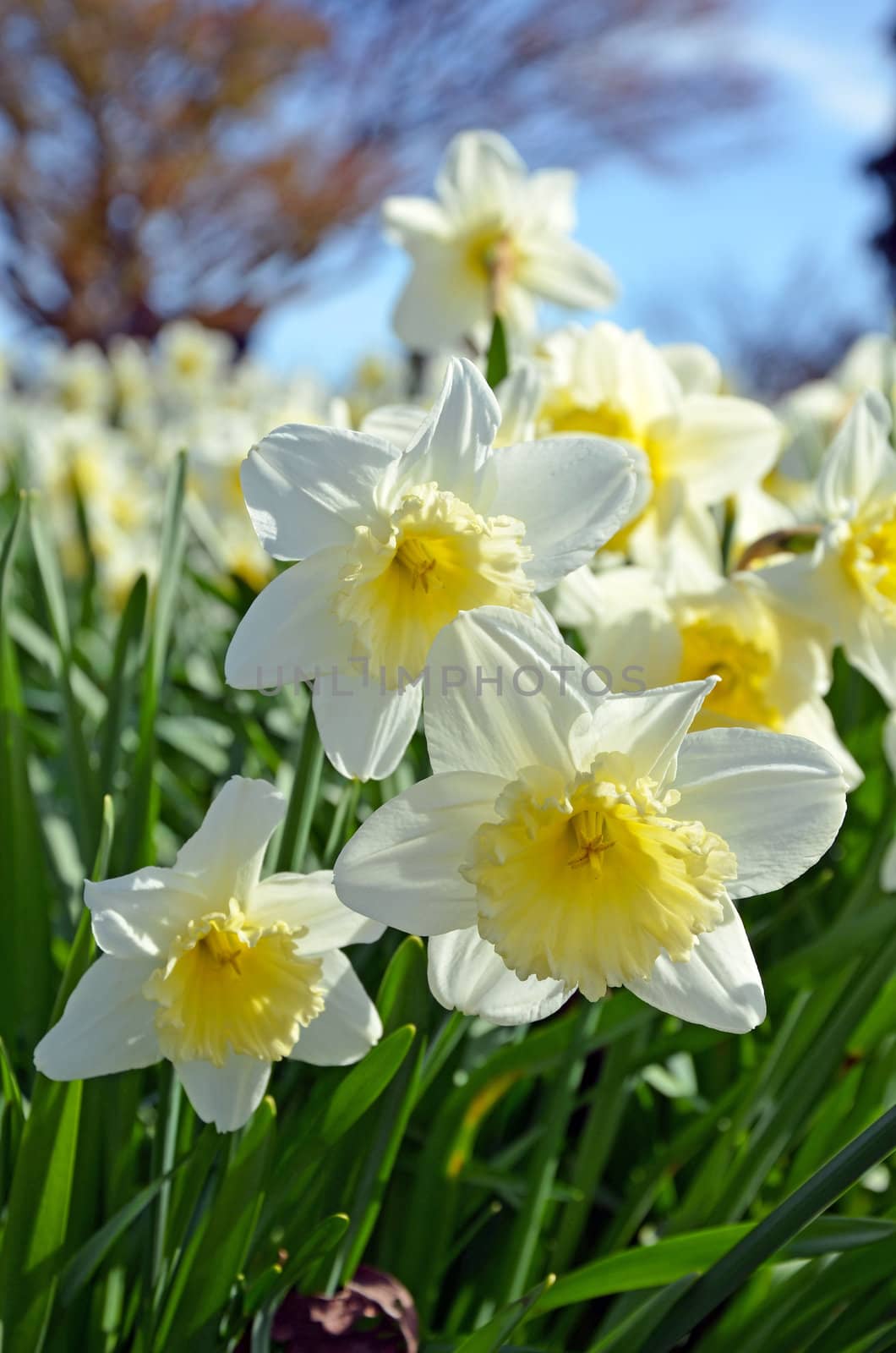 Bunch of white and yellow daffodils