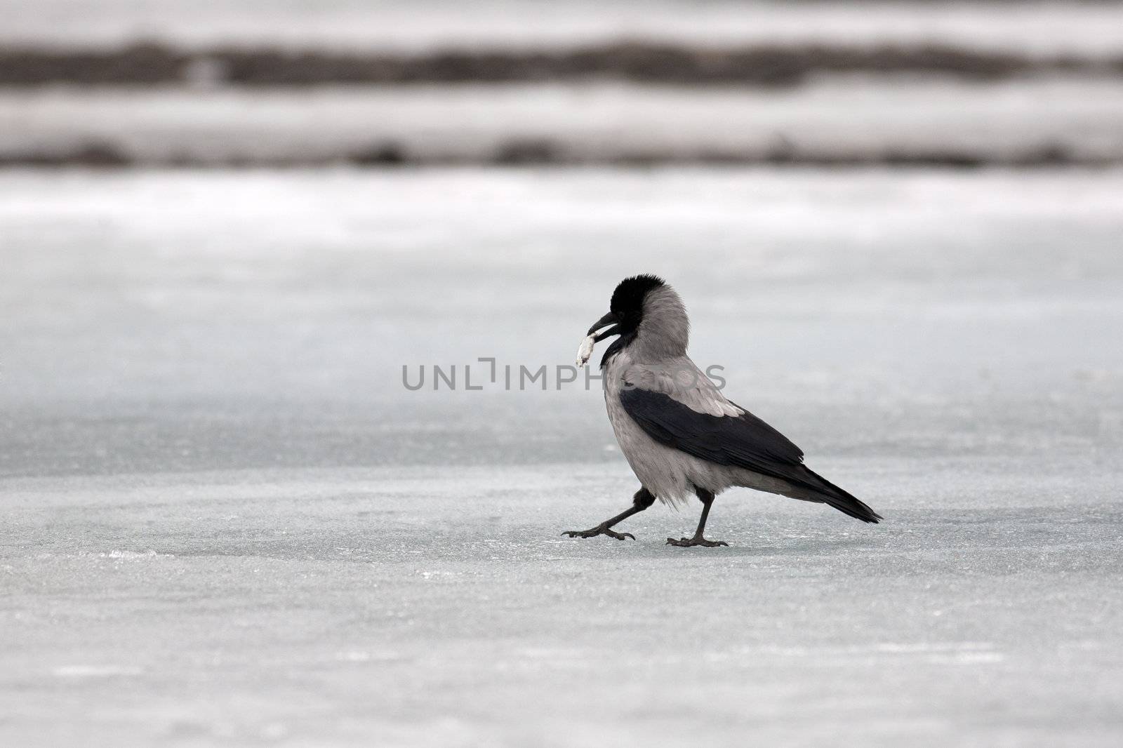 Grey crow on ice of the river with a fish 