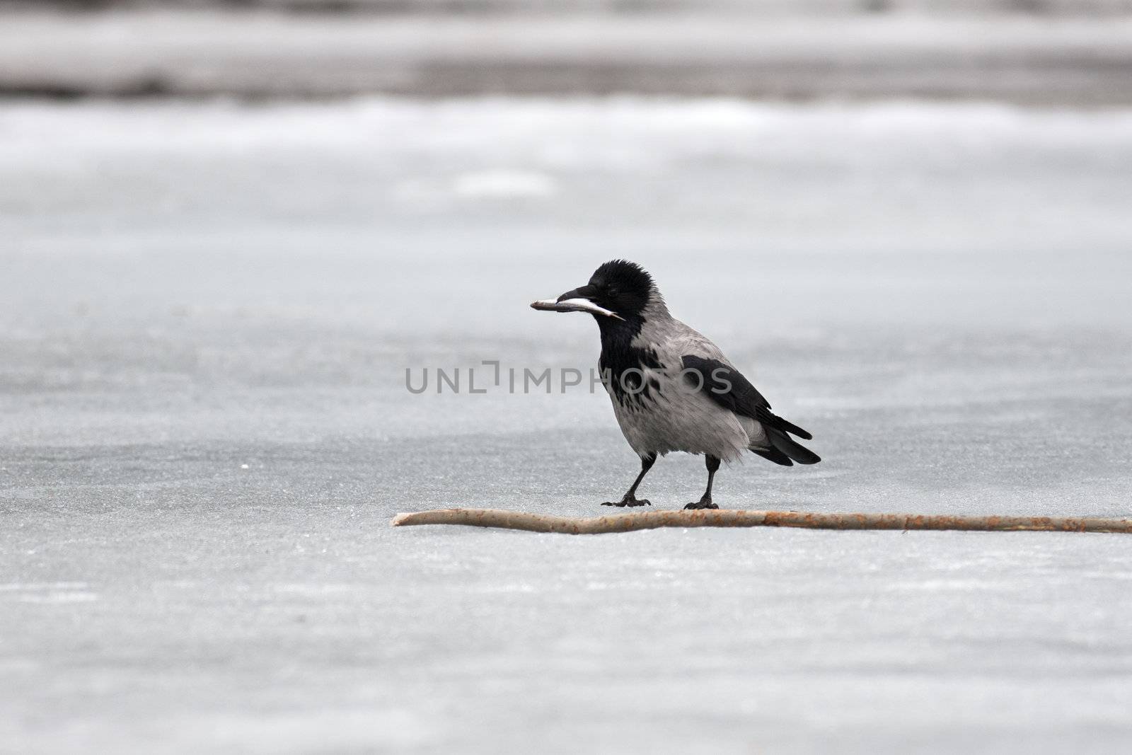 Grey crow on ice of the river with a fish 