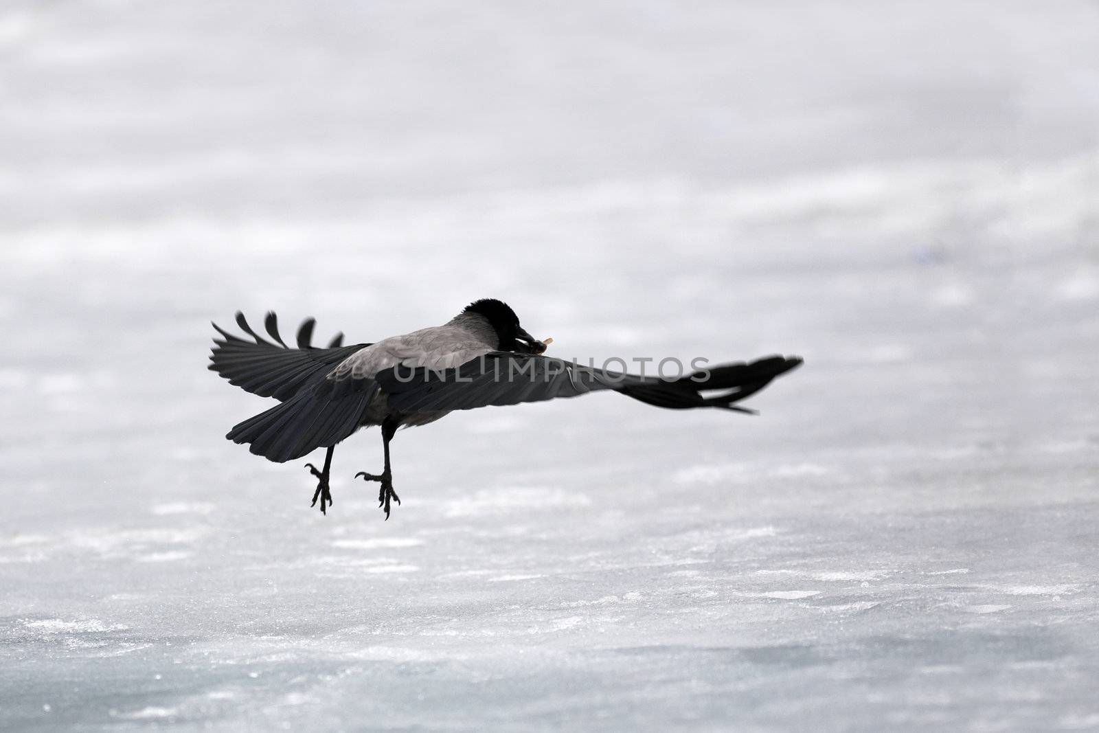 Grey crow by Ohotnik