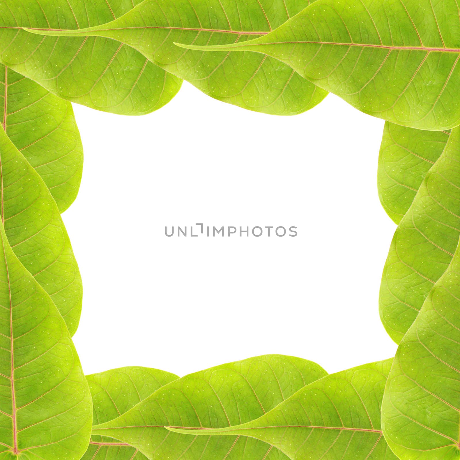 green leaves frame by bajita111122