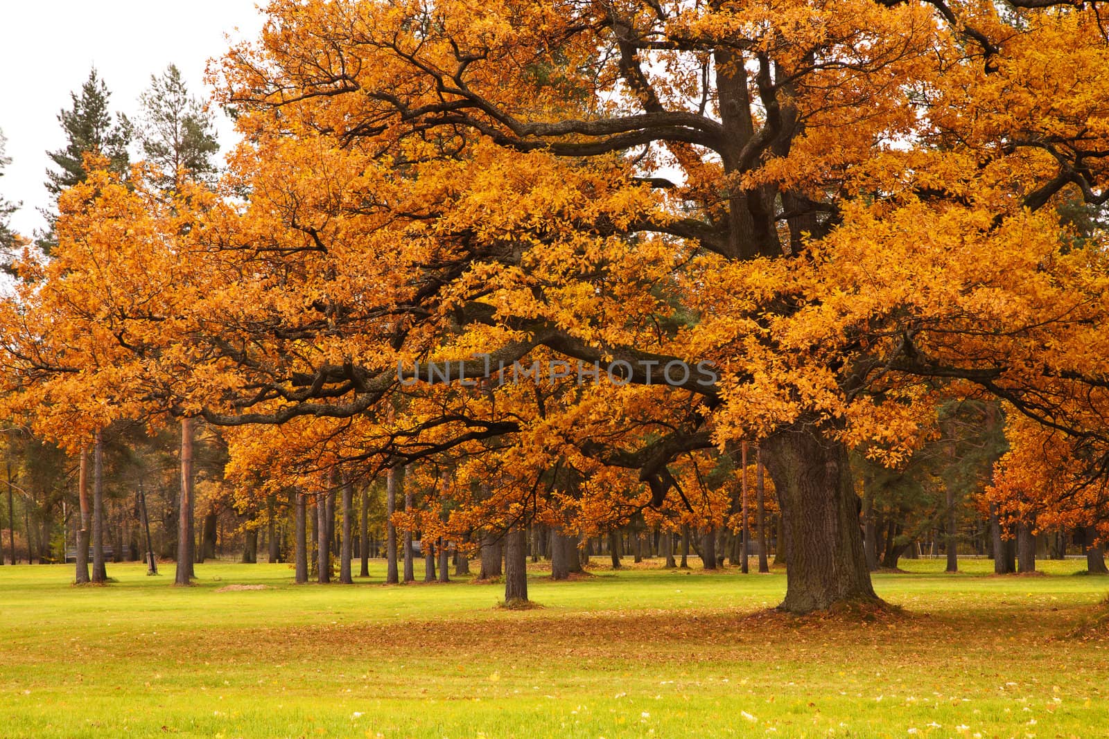 autumn tree in park