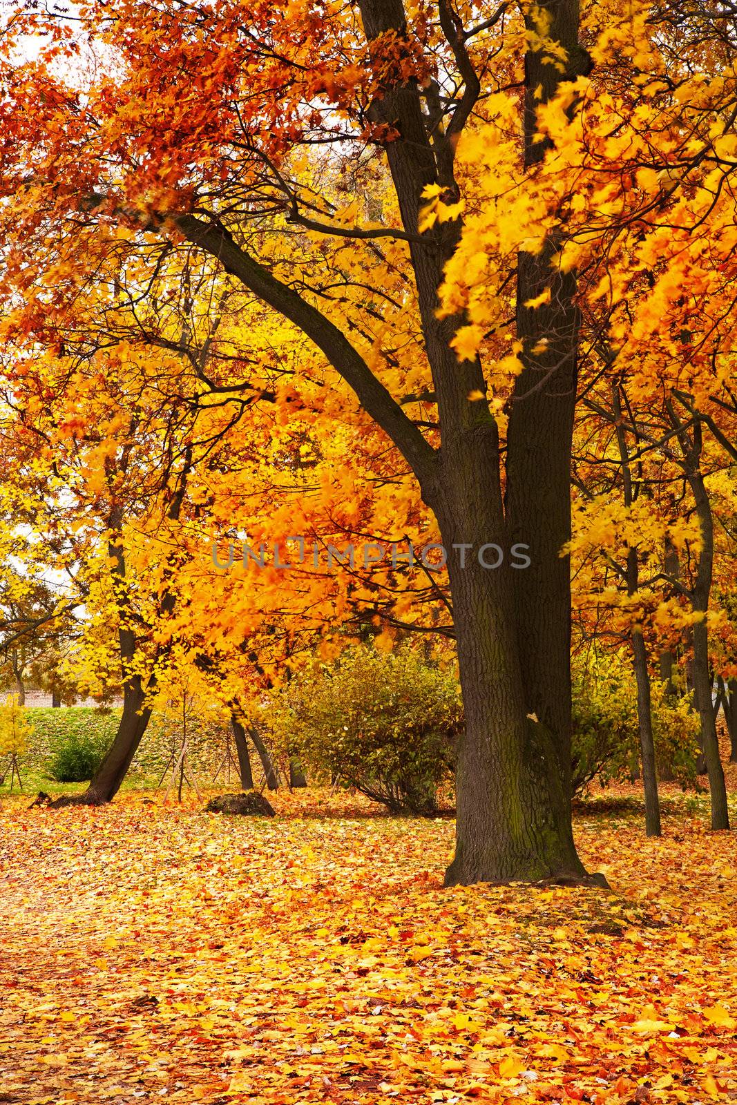 autumn tree