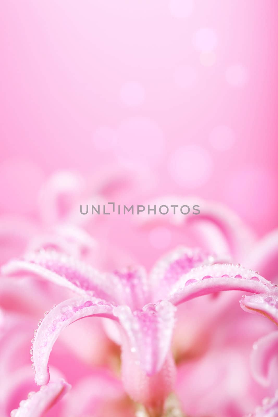 pink hyacinth flower 