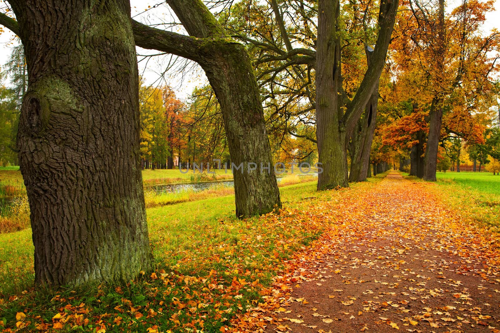 autumn alley in park