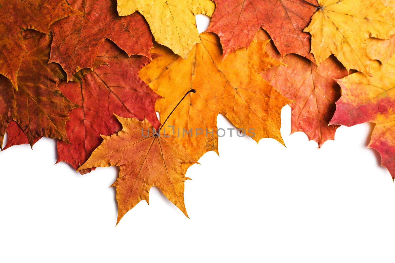 dry autumn leaves isolated 