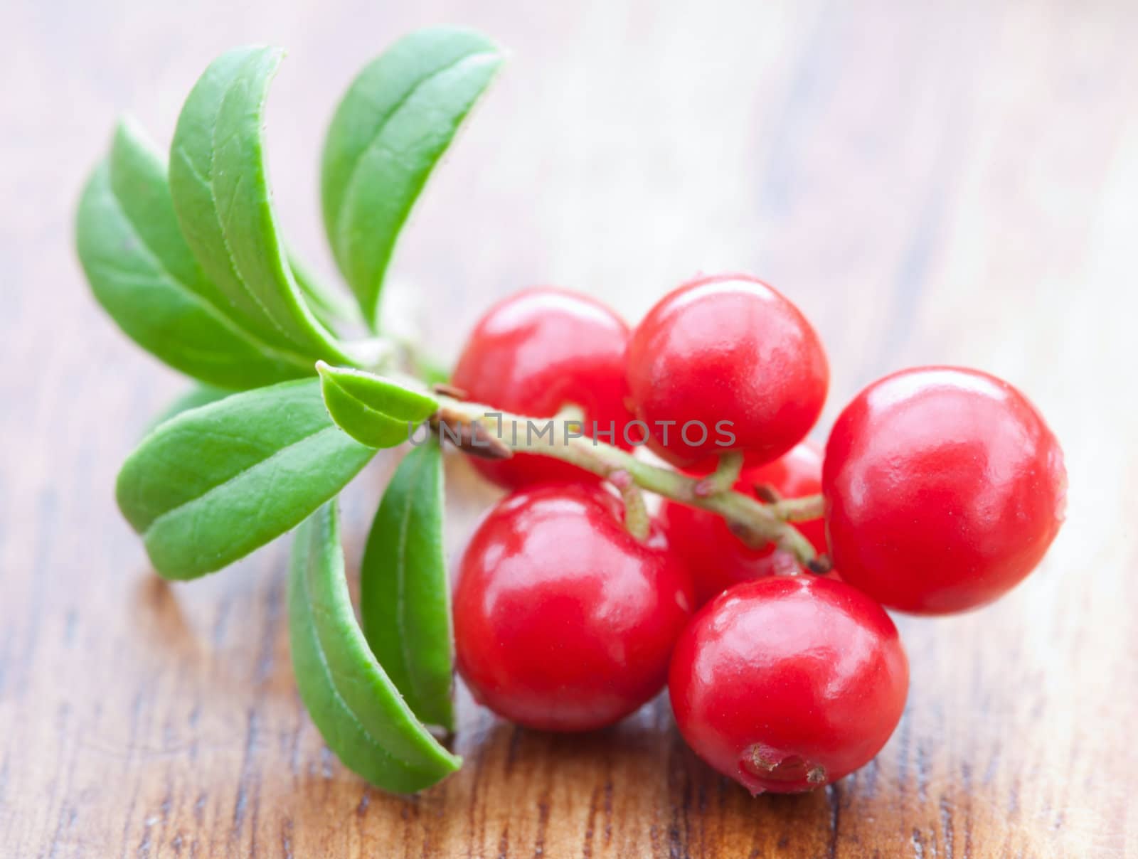fresh cowberry