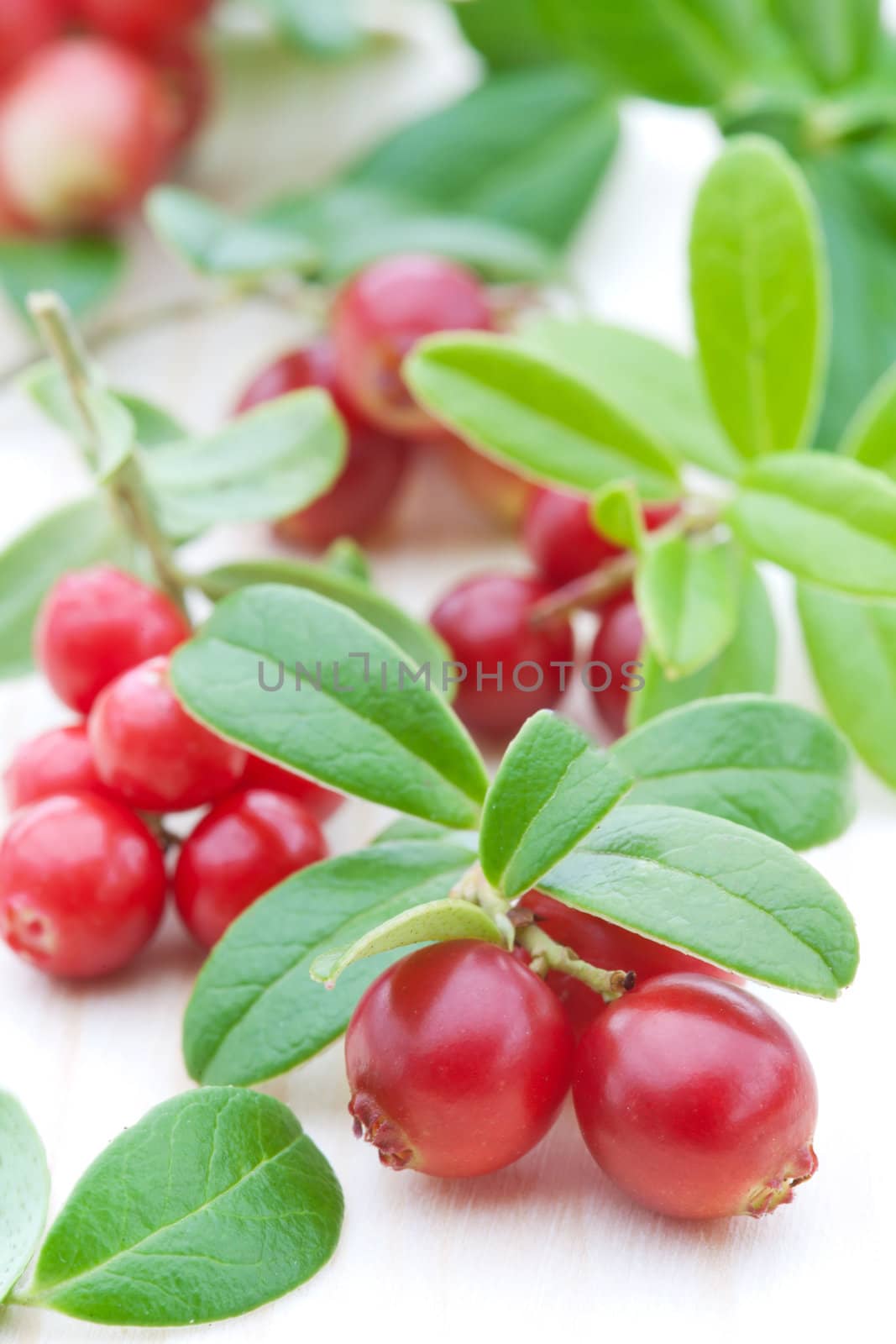 fresh cowberry