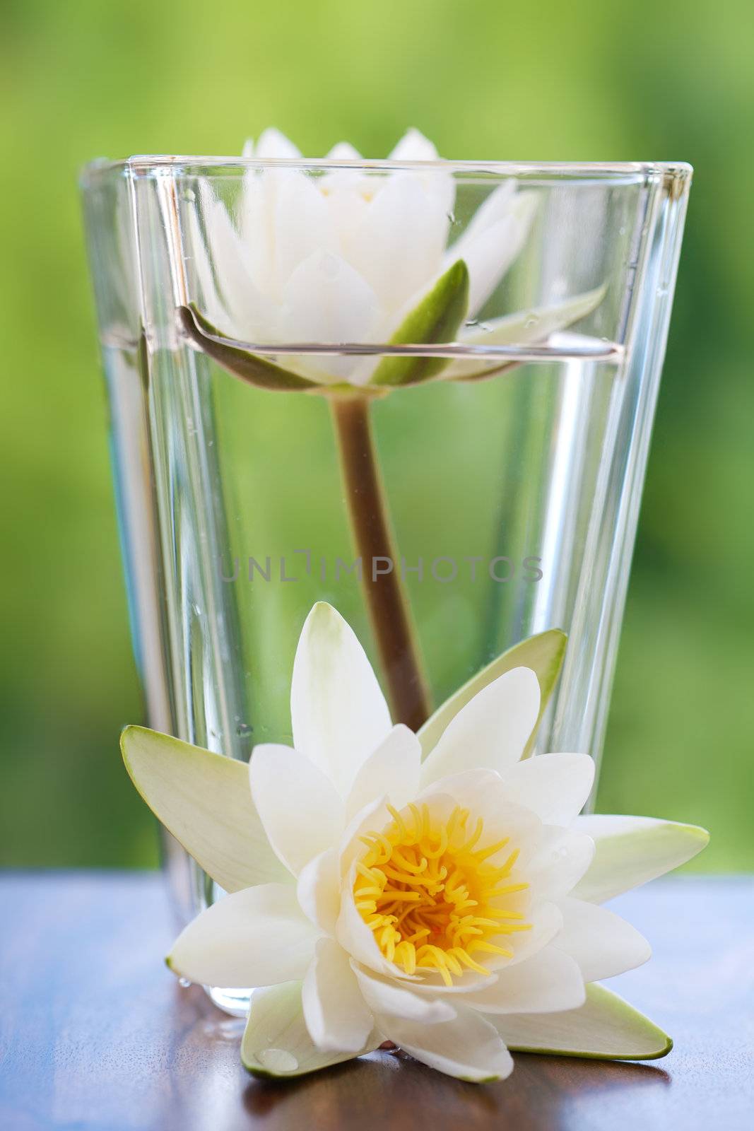 white water lilly