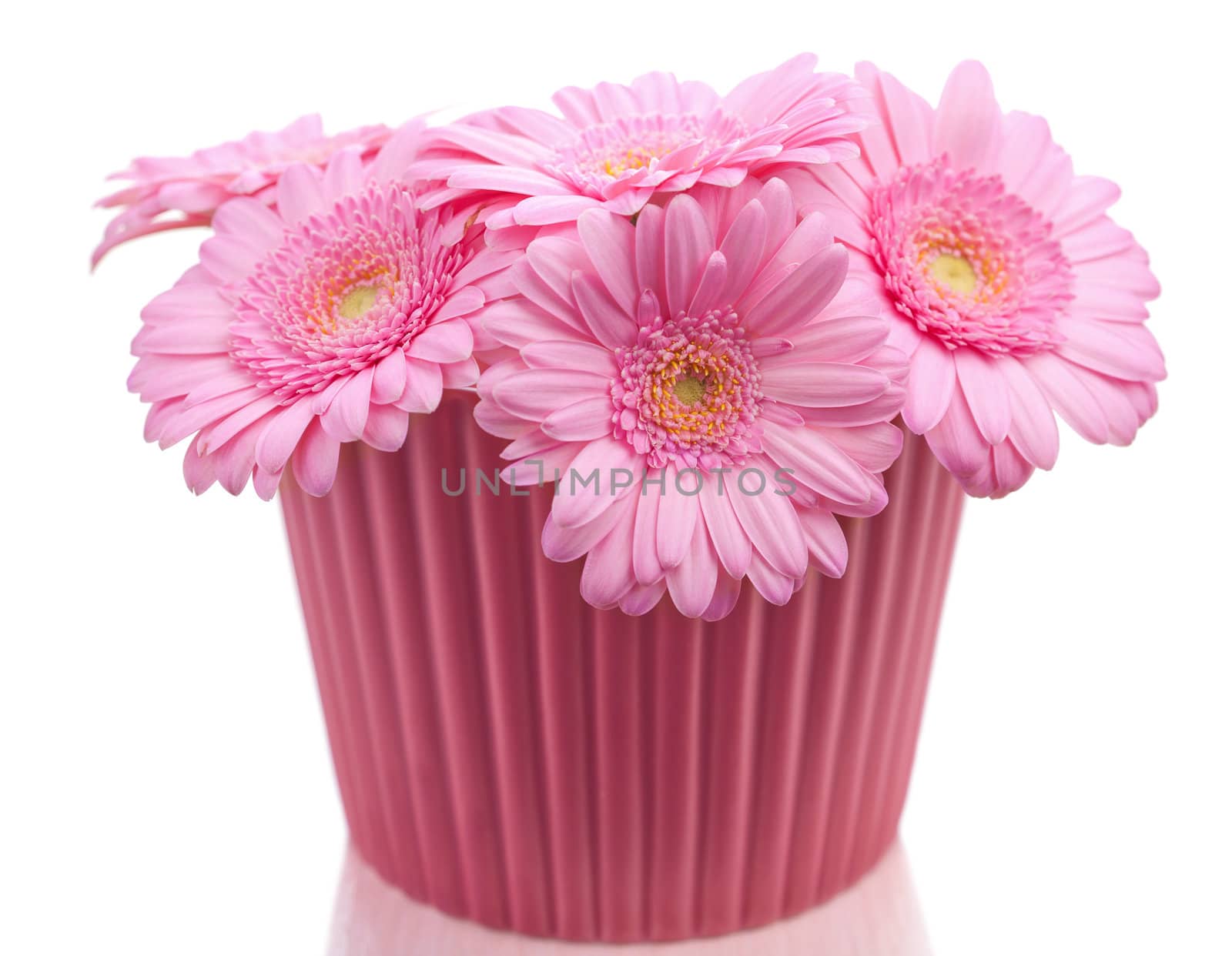 daisies in vase isolated