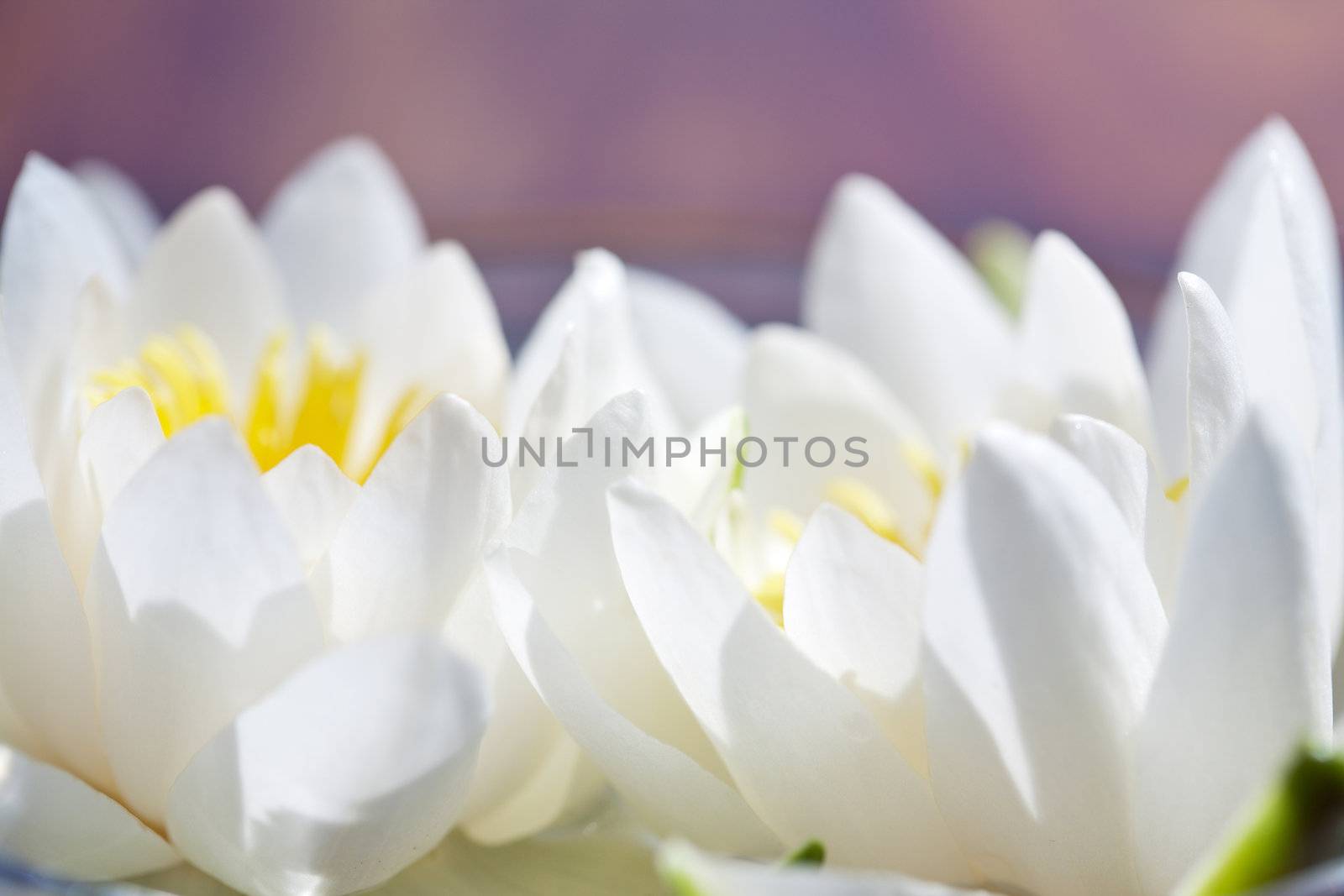 white water lilly 