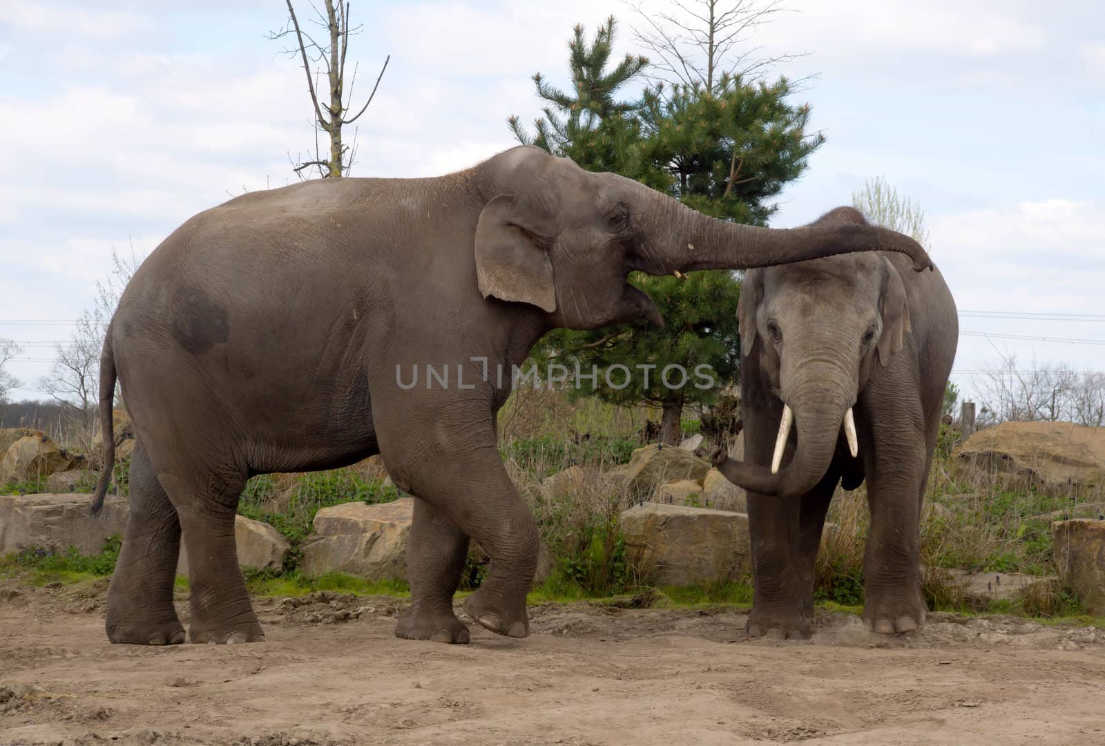 Elephants playing in the zoo