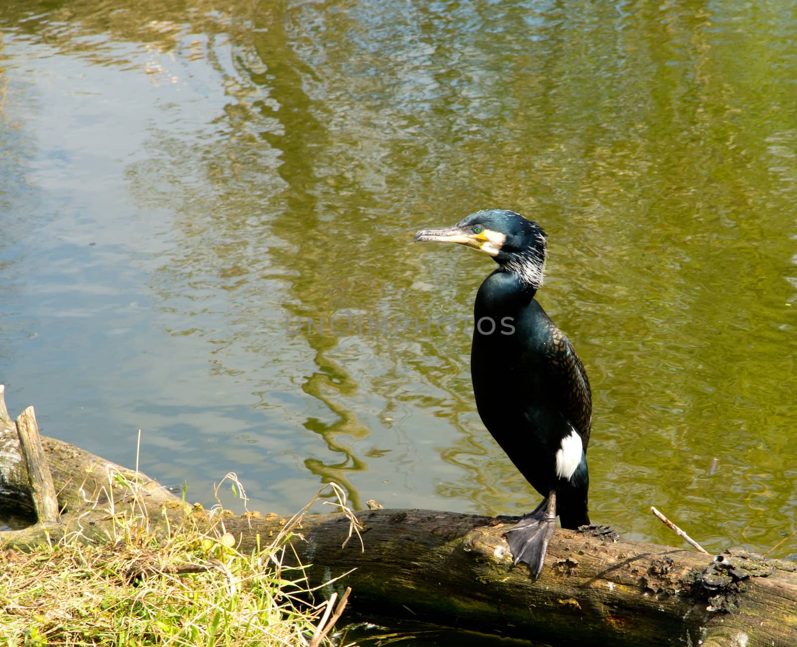 Black water bird, sitting at a tree
