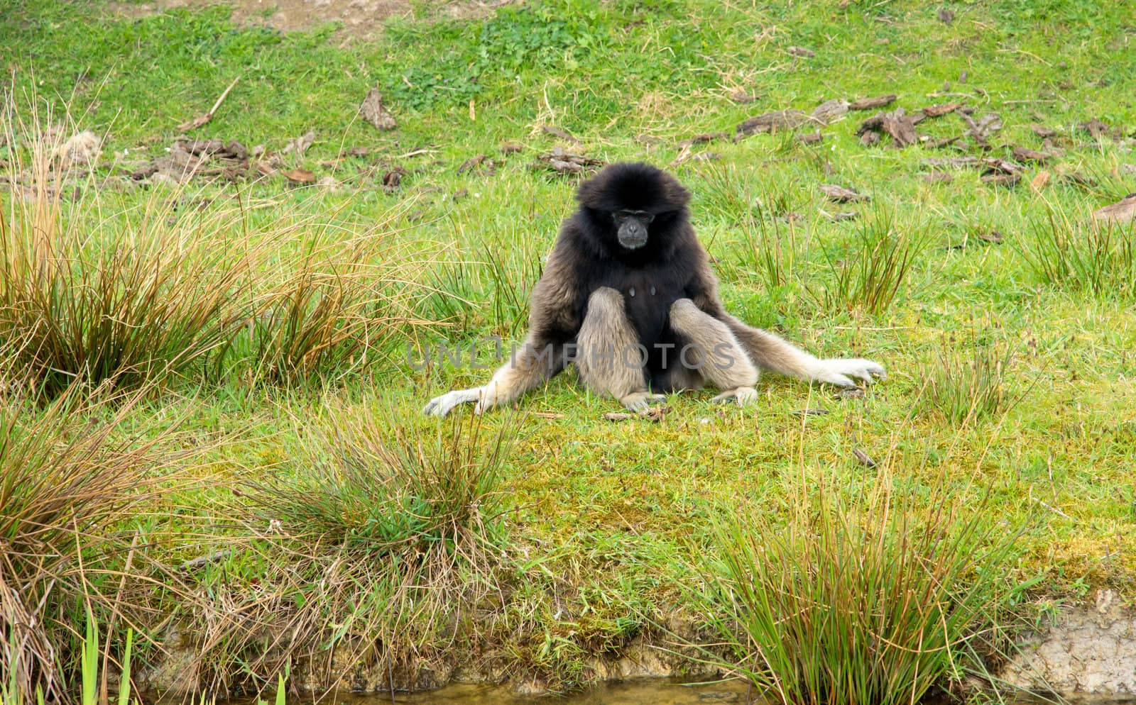 Gibbon monkey sitting in the grass