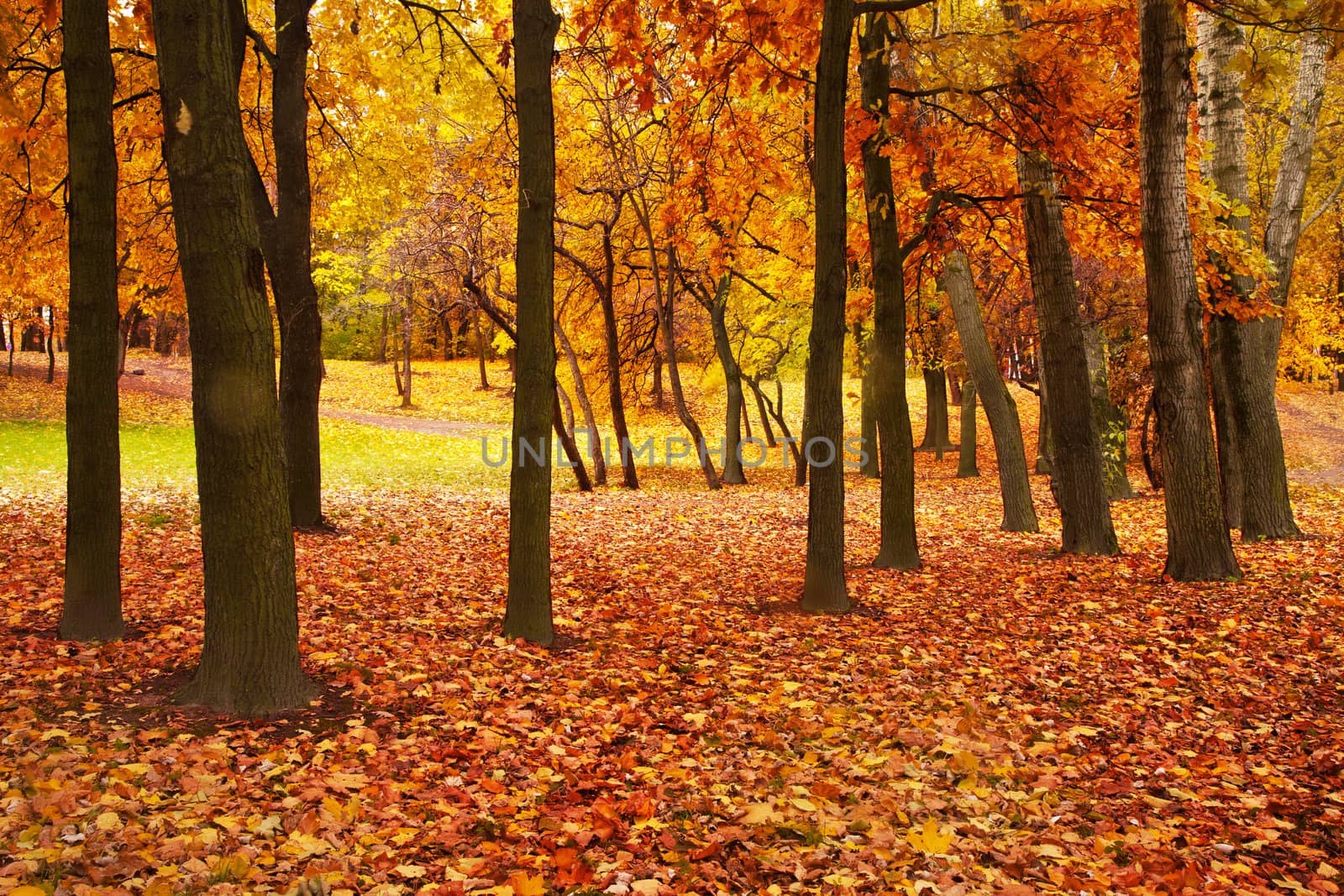 autumn forest 