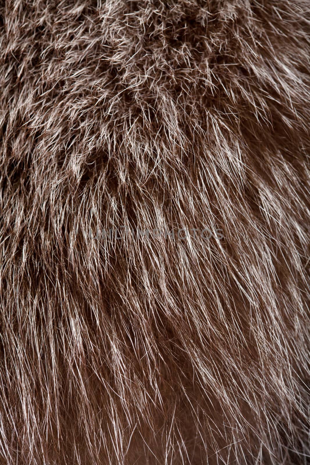 abstract fur background 