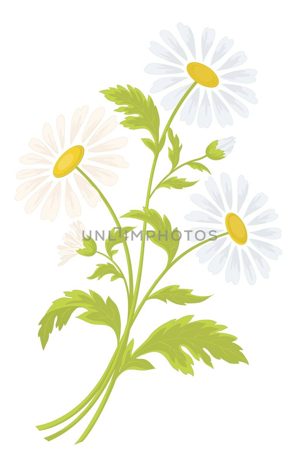 Bouquet of daisies flowers isolated on a white background
