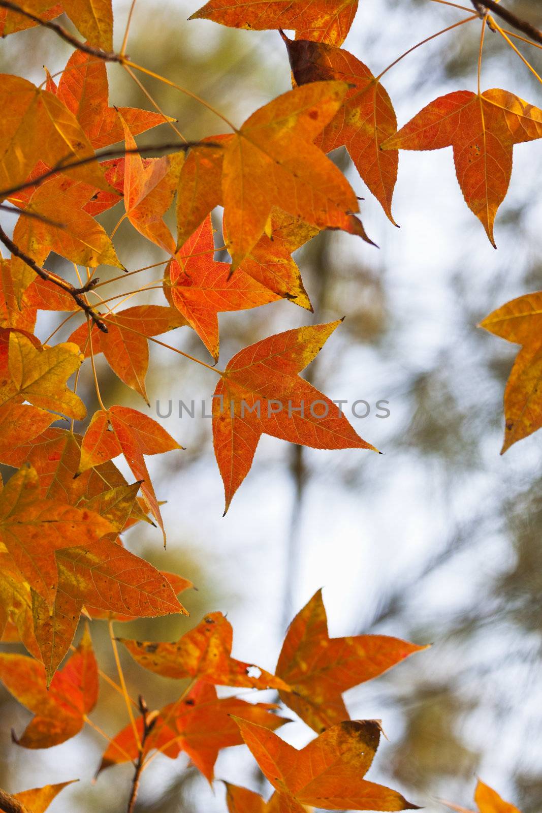 Red leaves in forest
