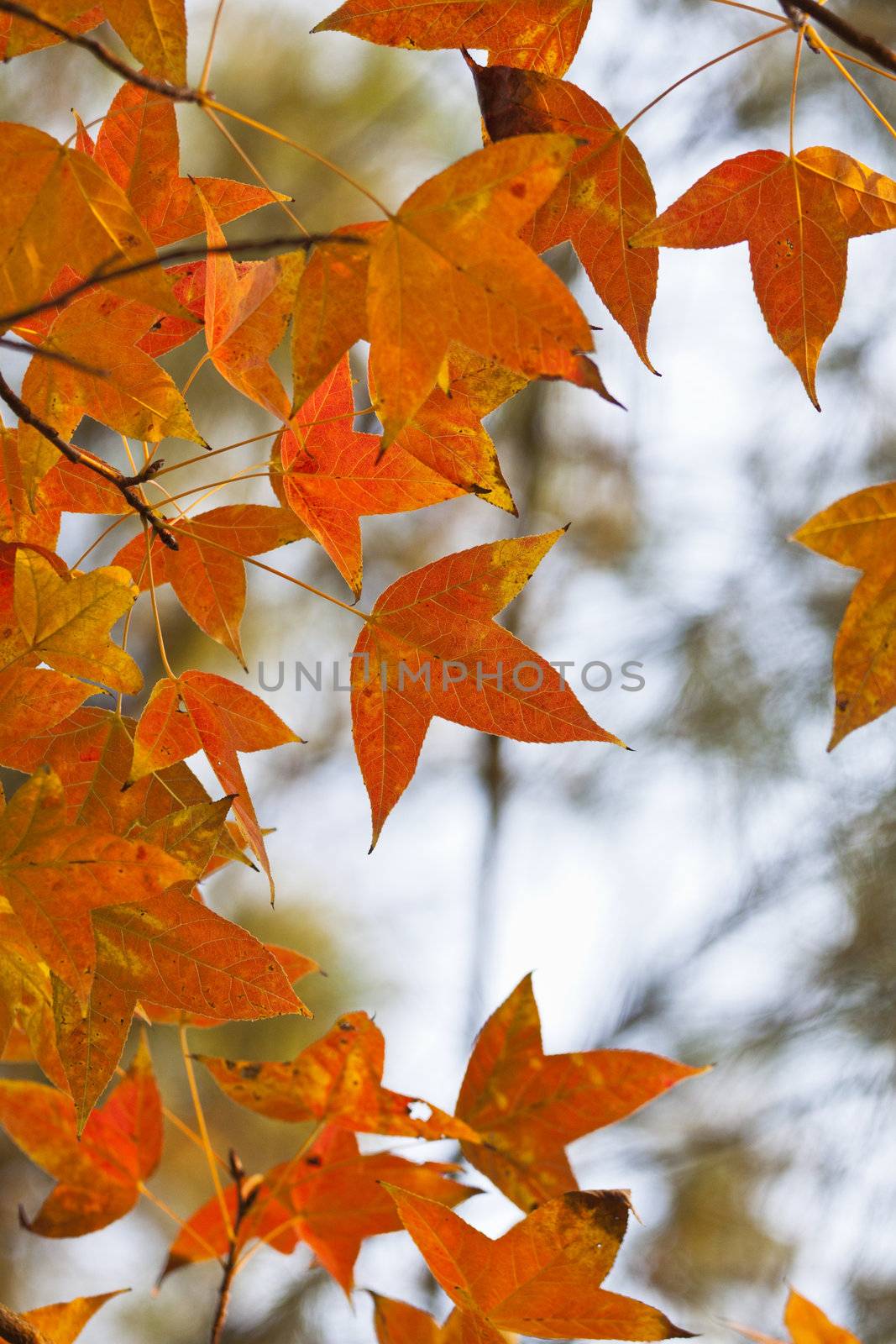 Red leaves in forest by kawing921