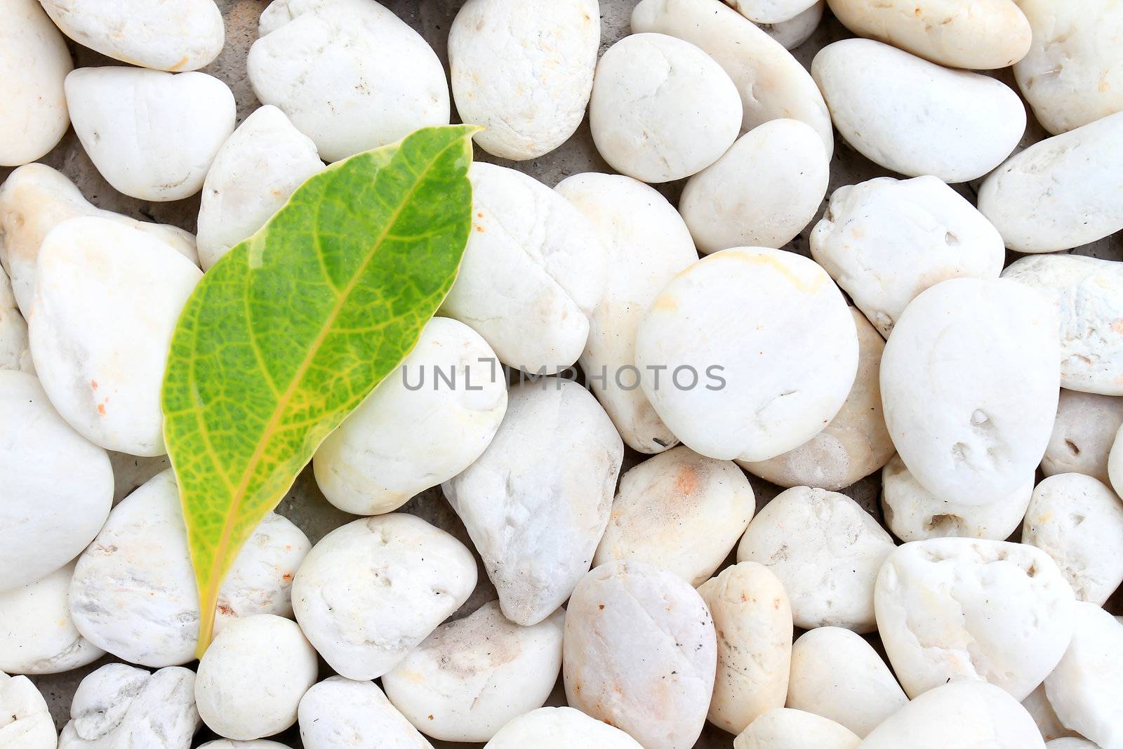 front view white stones and green leaf
