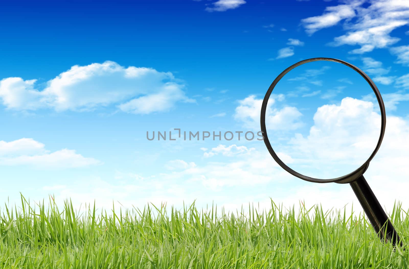 Magnifying glass on the grass.
 by rufous